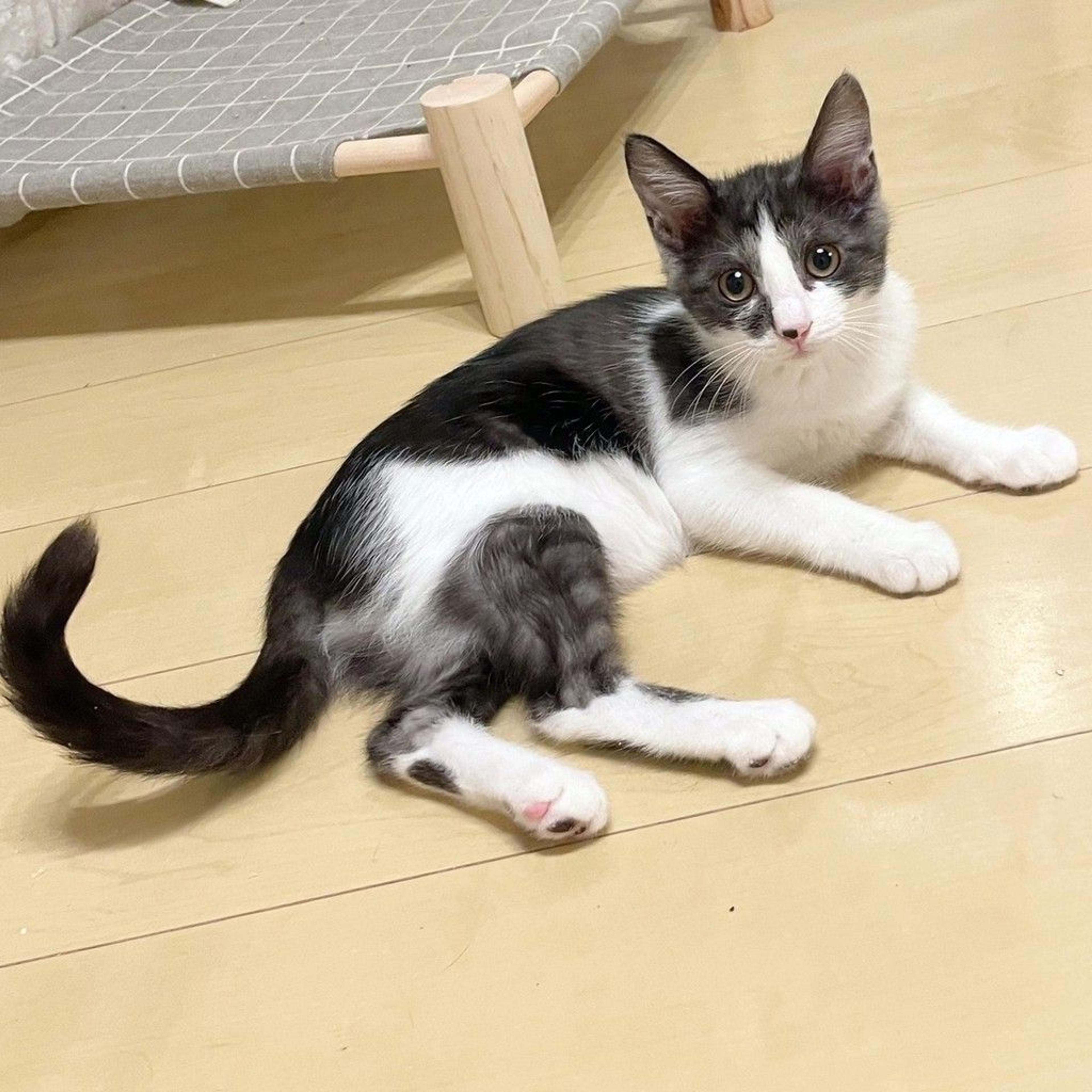 pet-image-3