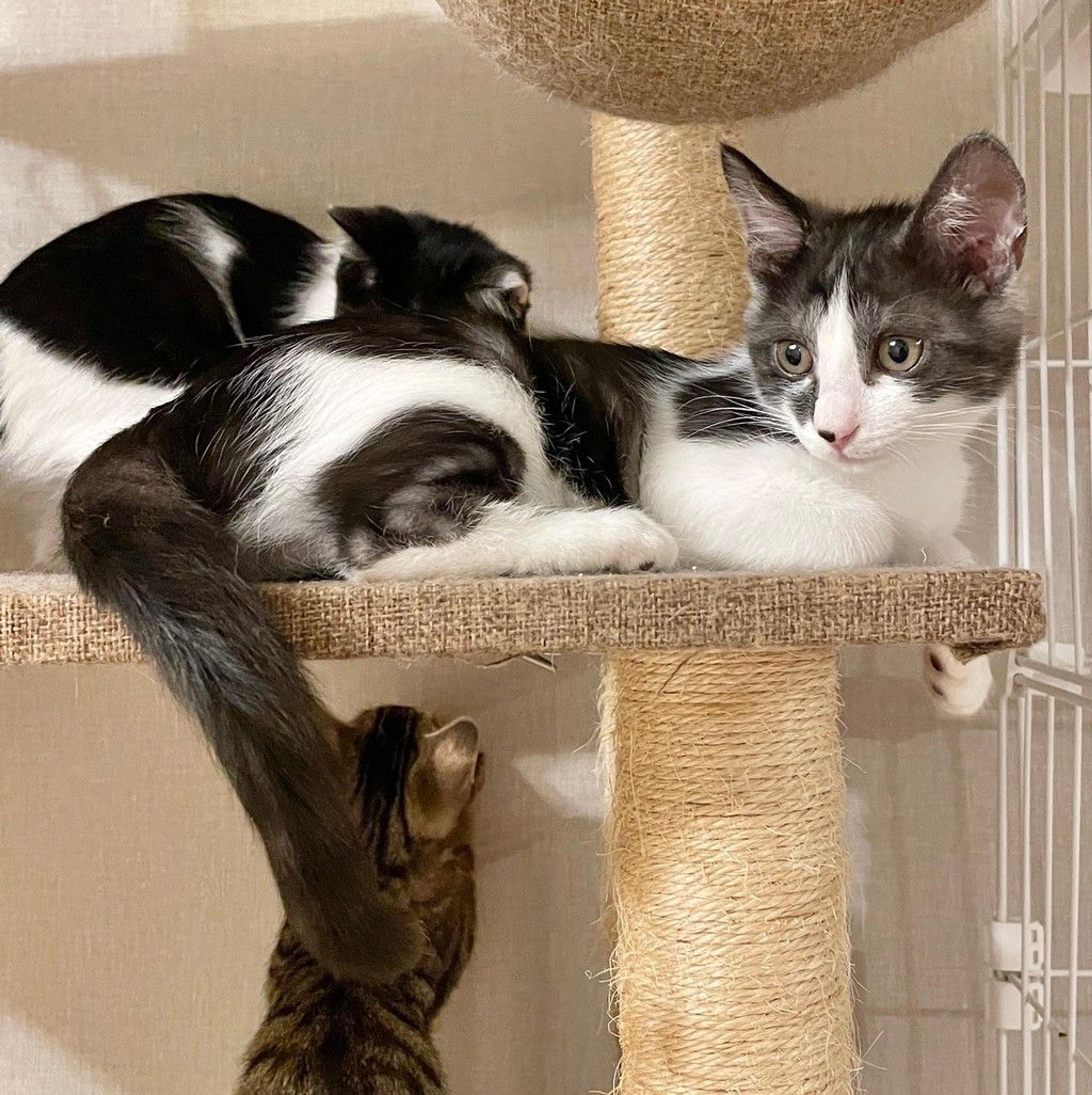 pet-image-6