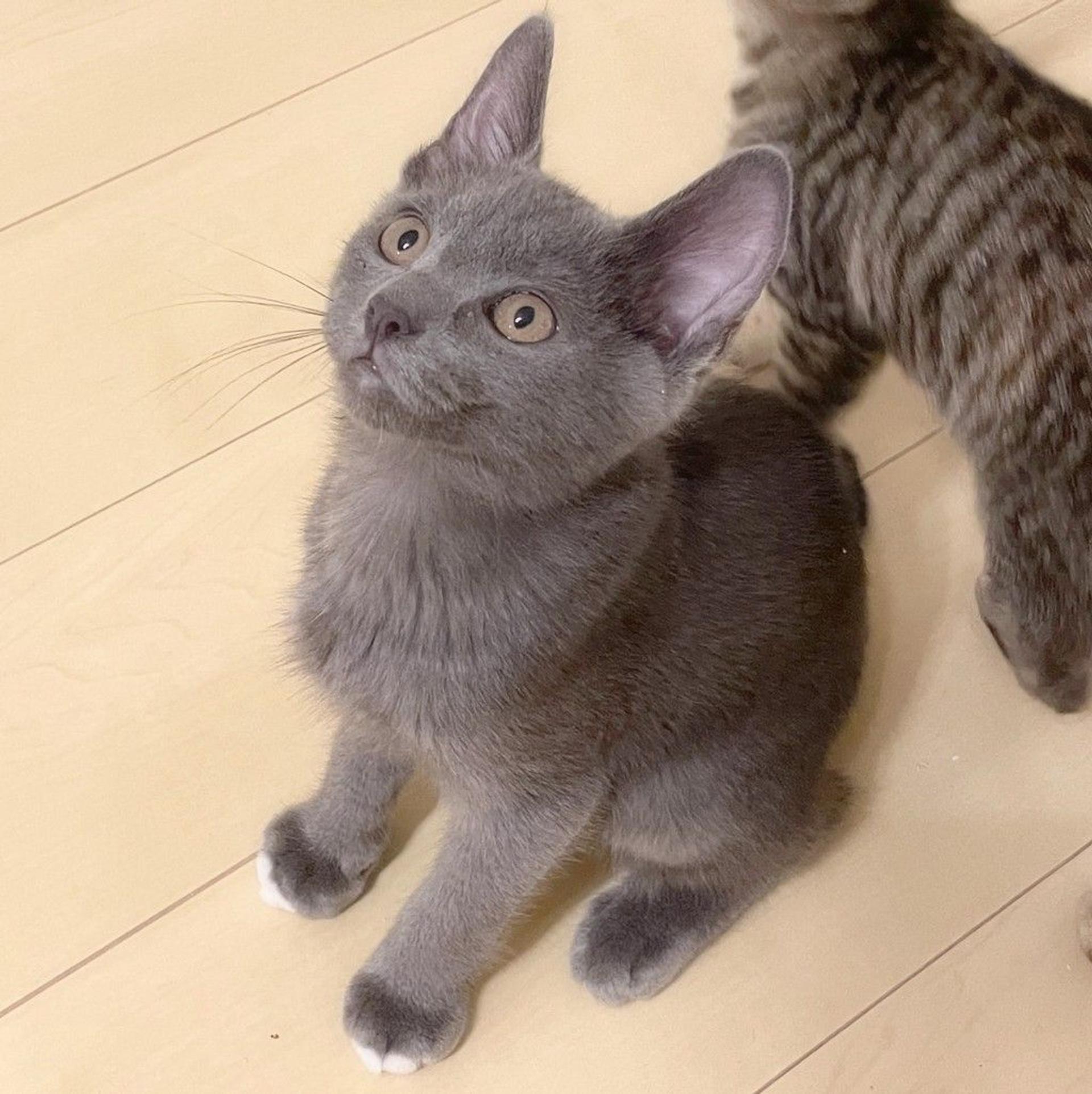 pet-image-5