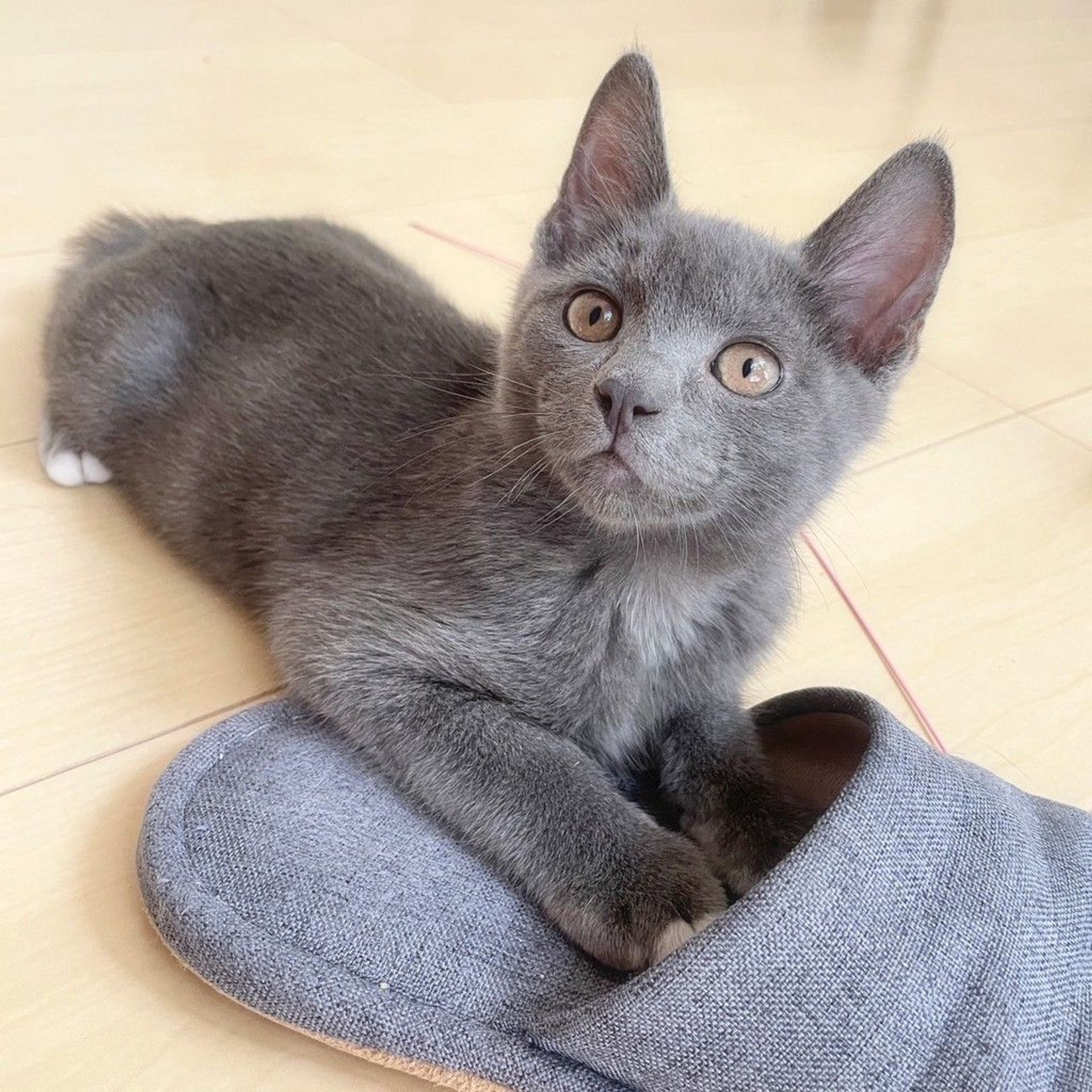雑種（ミックス猫）・オスの里親募集の写真
