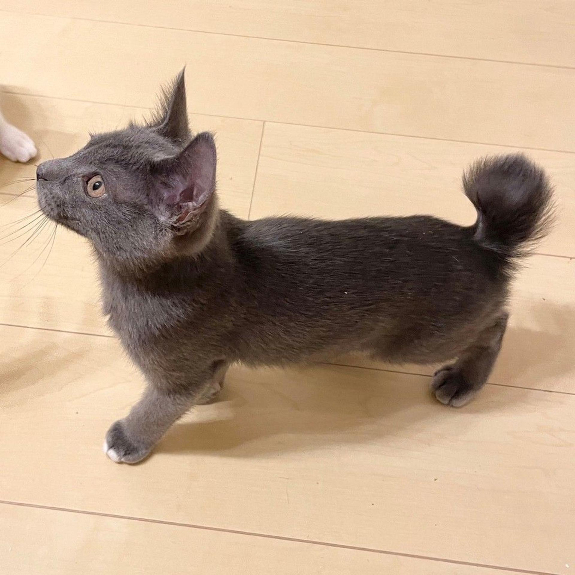 pet-image-6