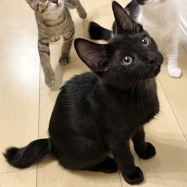 しゃの