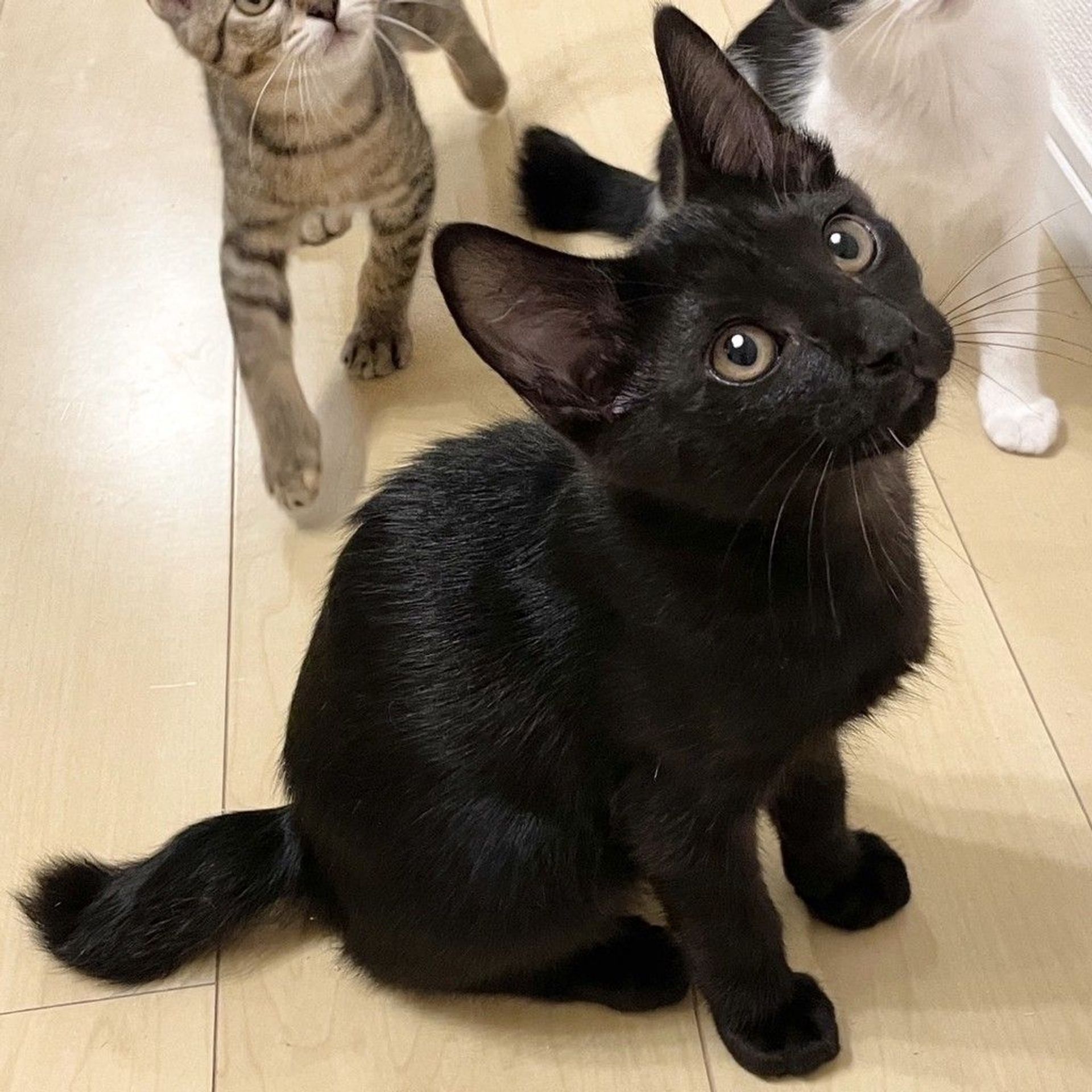 雑種（ミックス猫）・オスの里親募集の写真