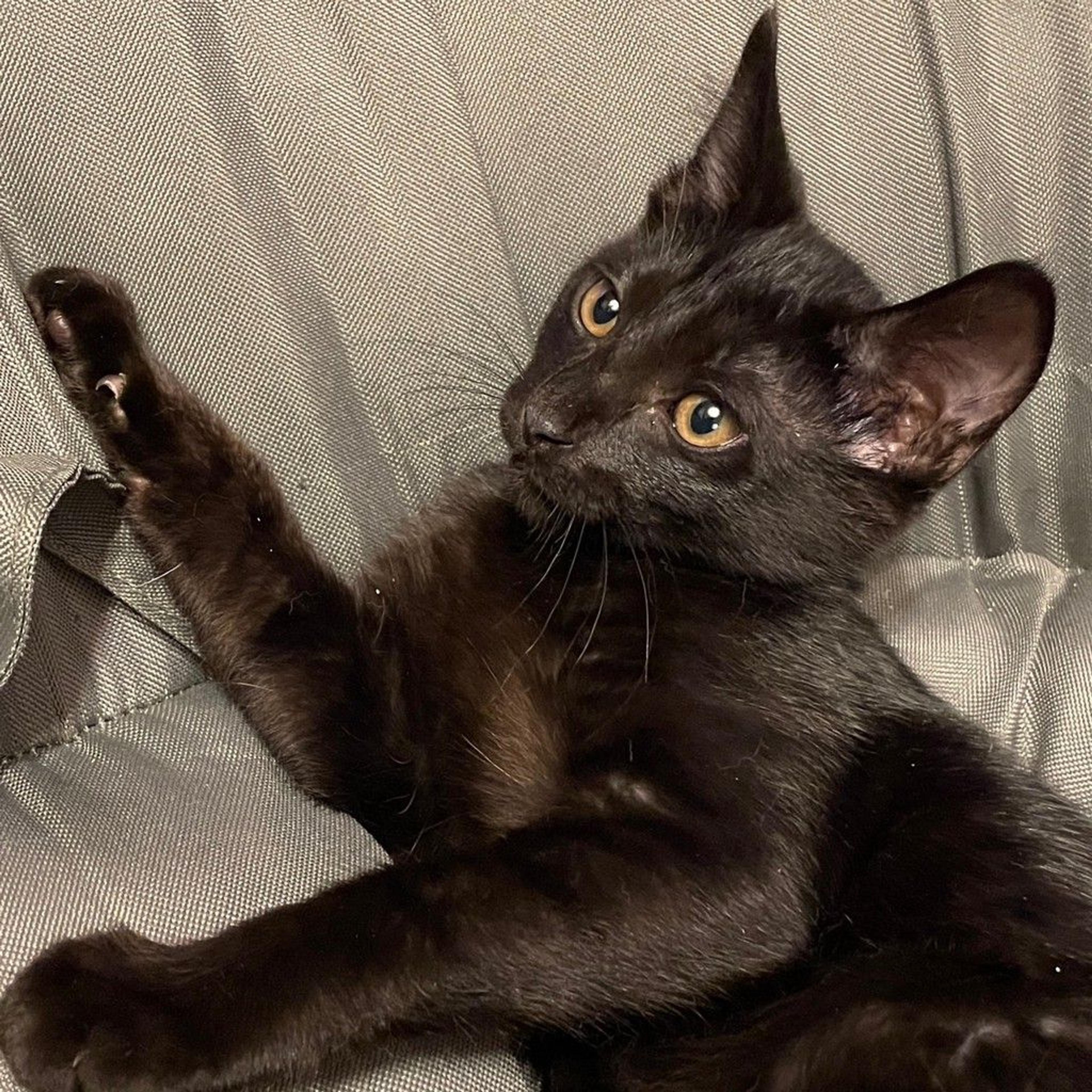 pet-image-4