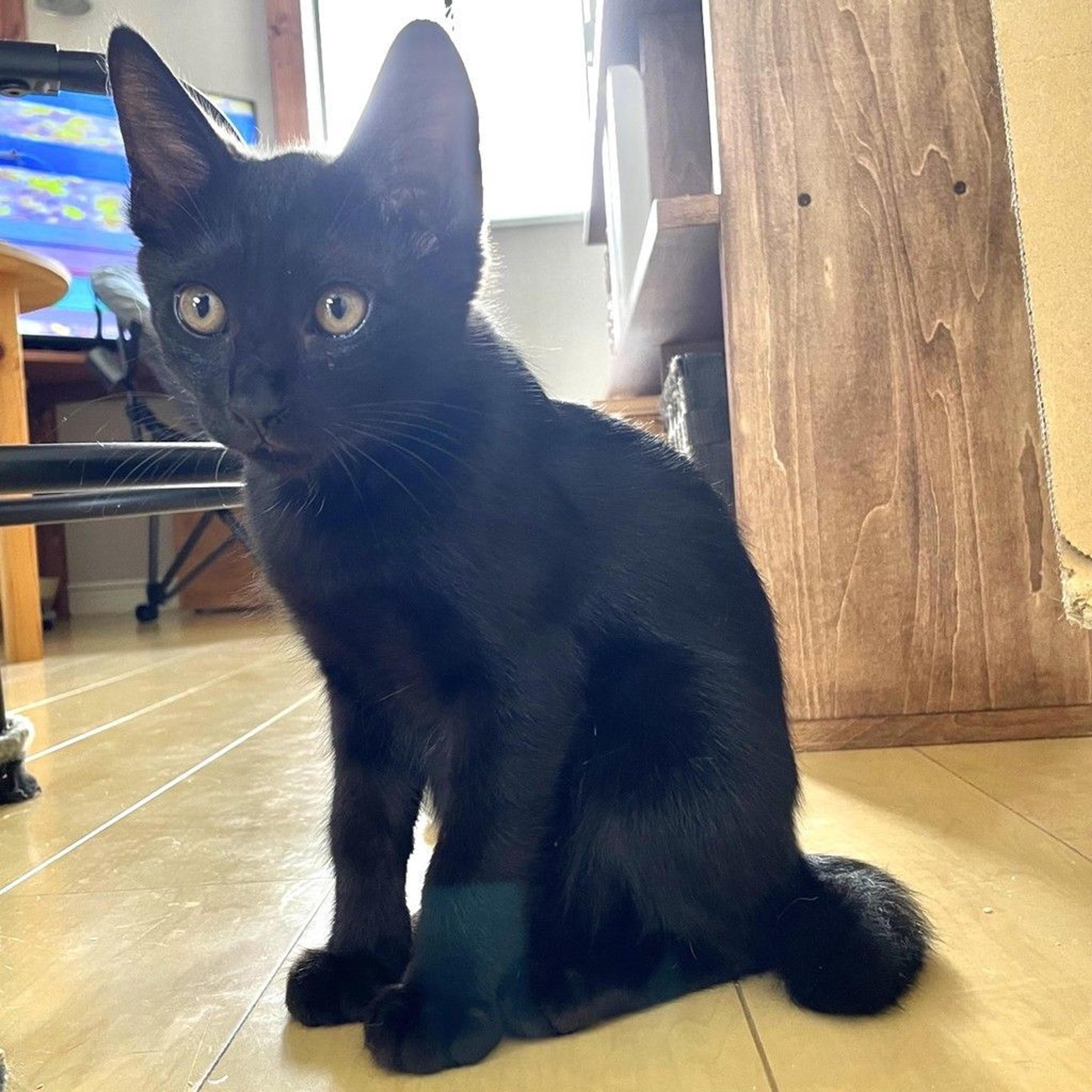 pet-image-7