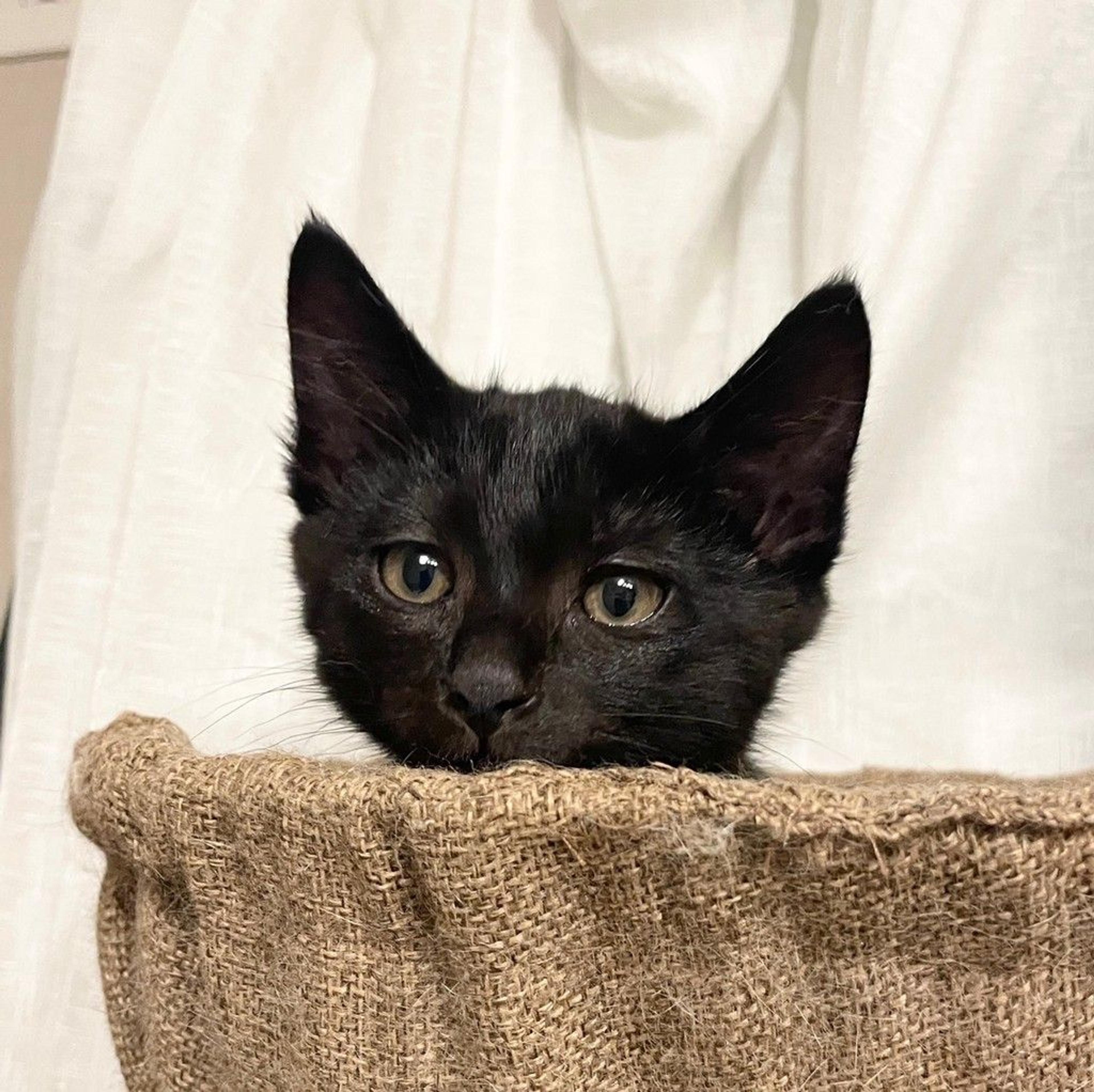 pet-image-3