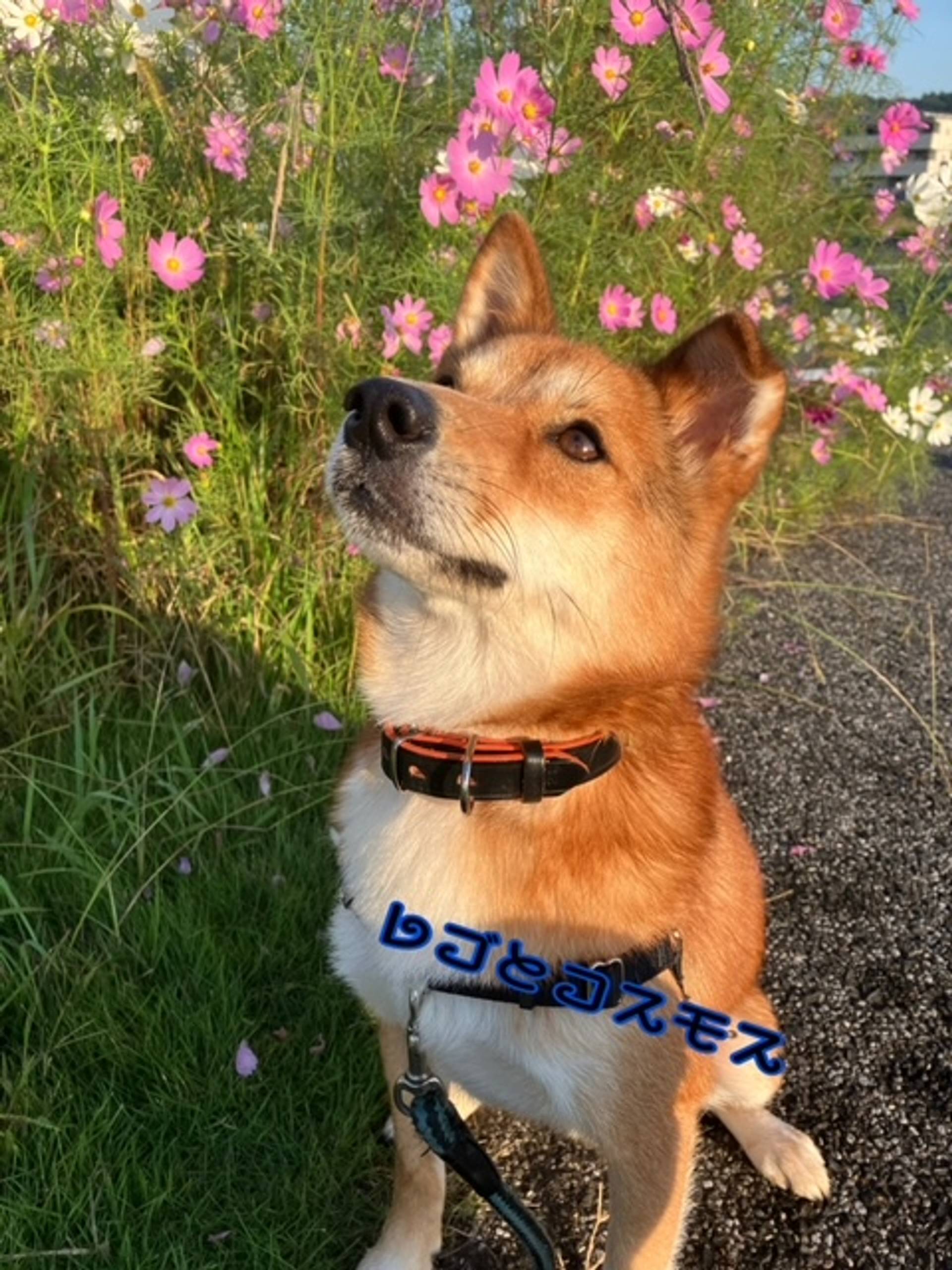 雑種（ミックス犬）・オスの里親募集の写真