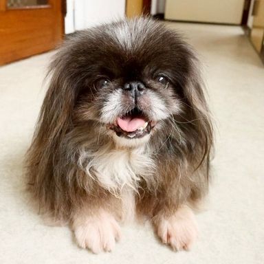 ペキニーズ・メスの里親募集の写真