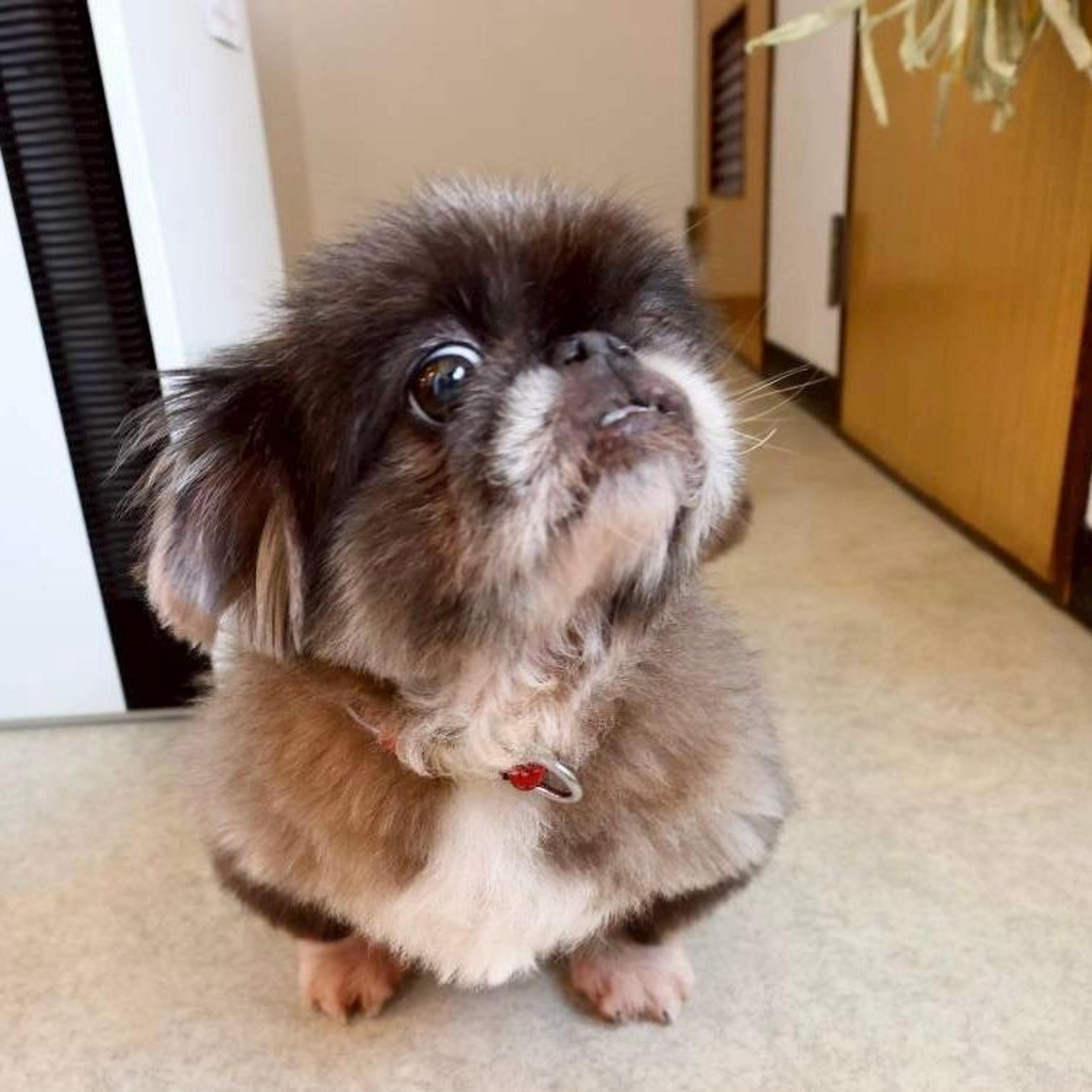 pet-image-2