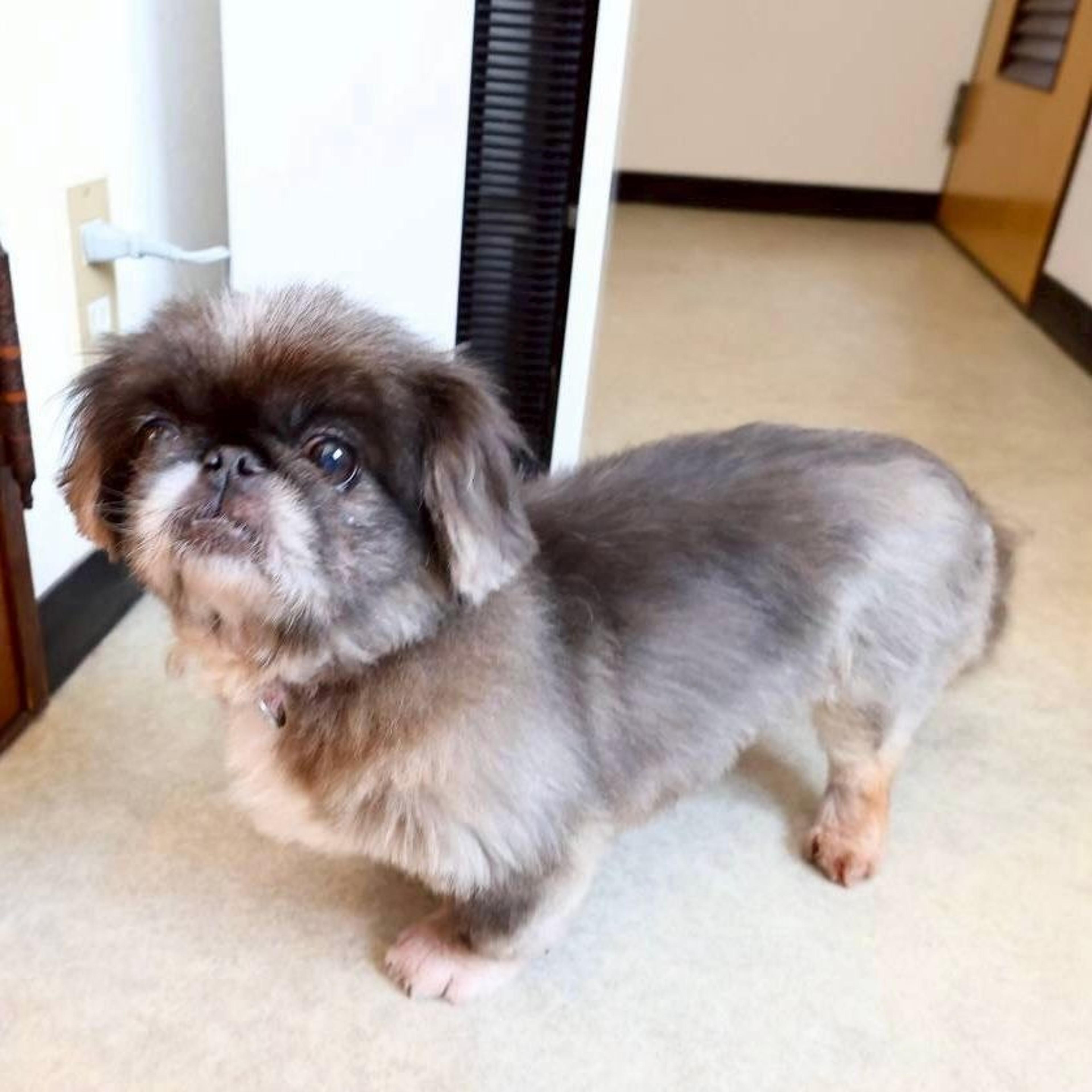pet-image-5