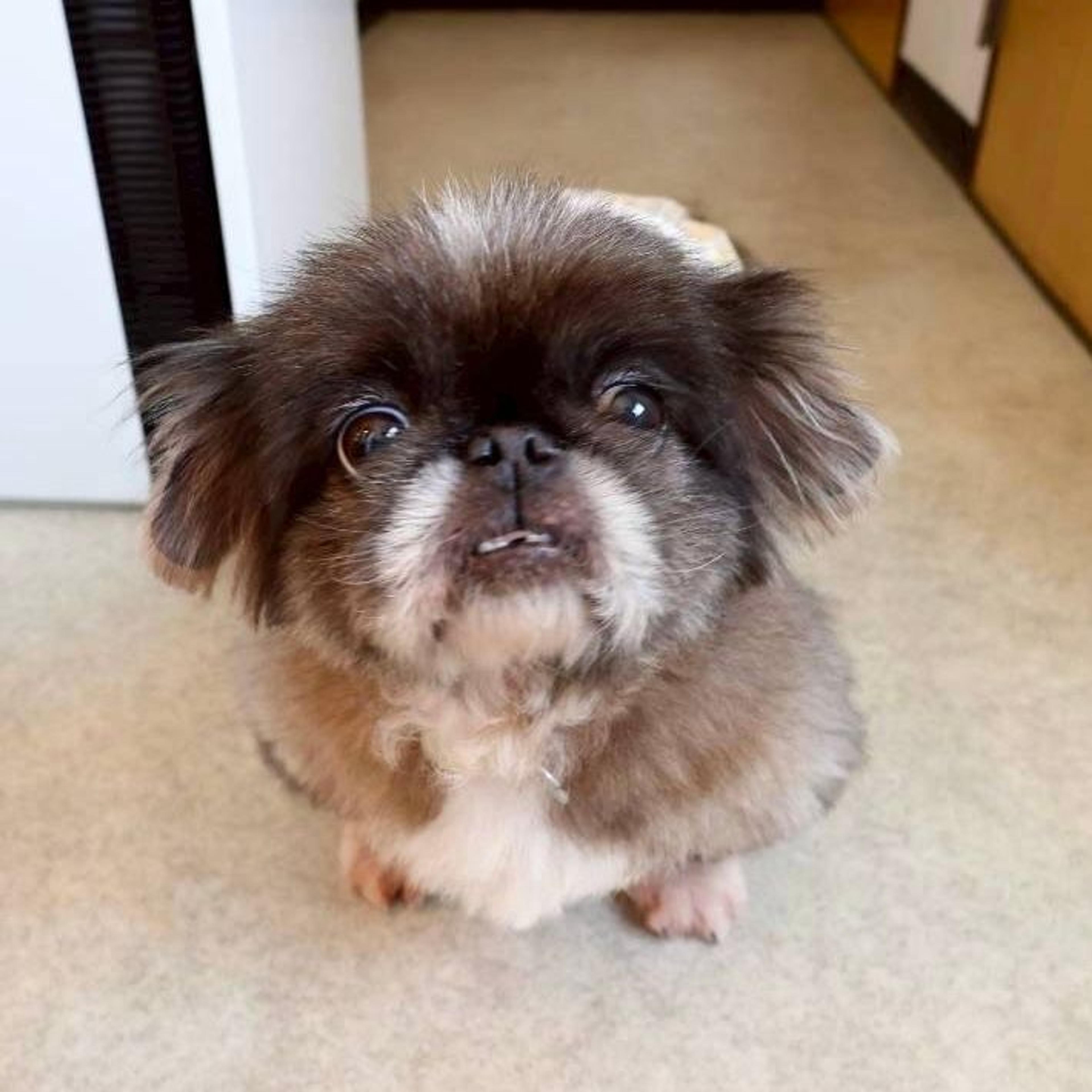 pet-image-9