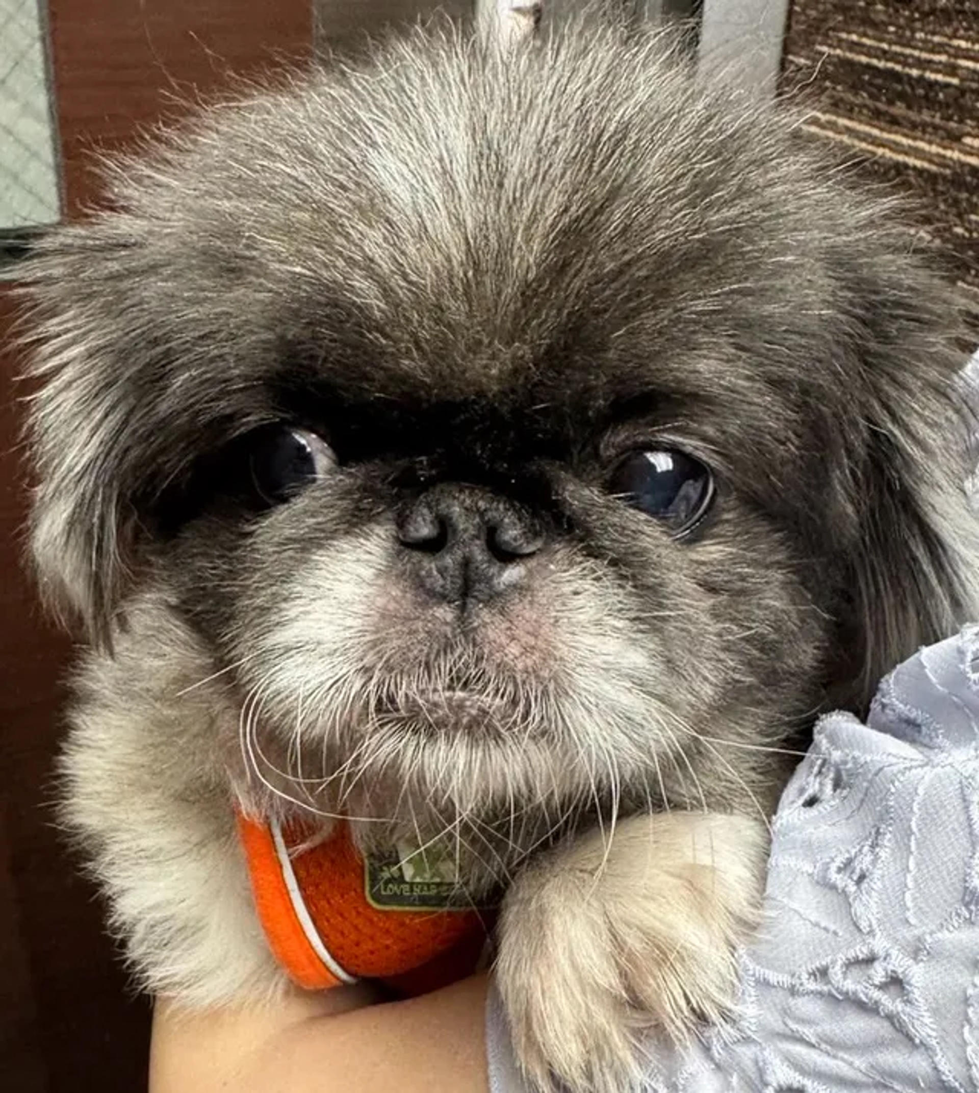 pet-image-5