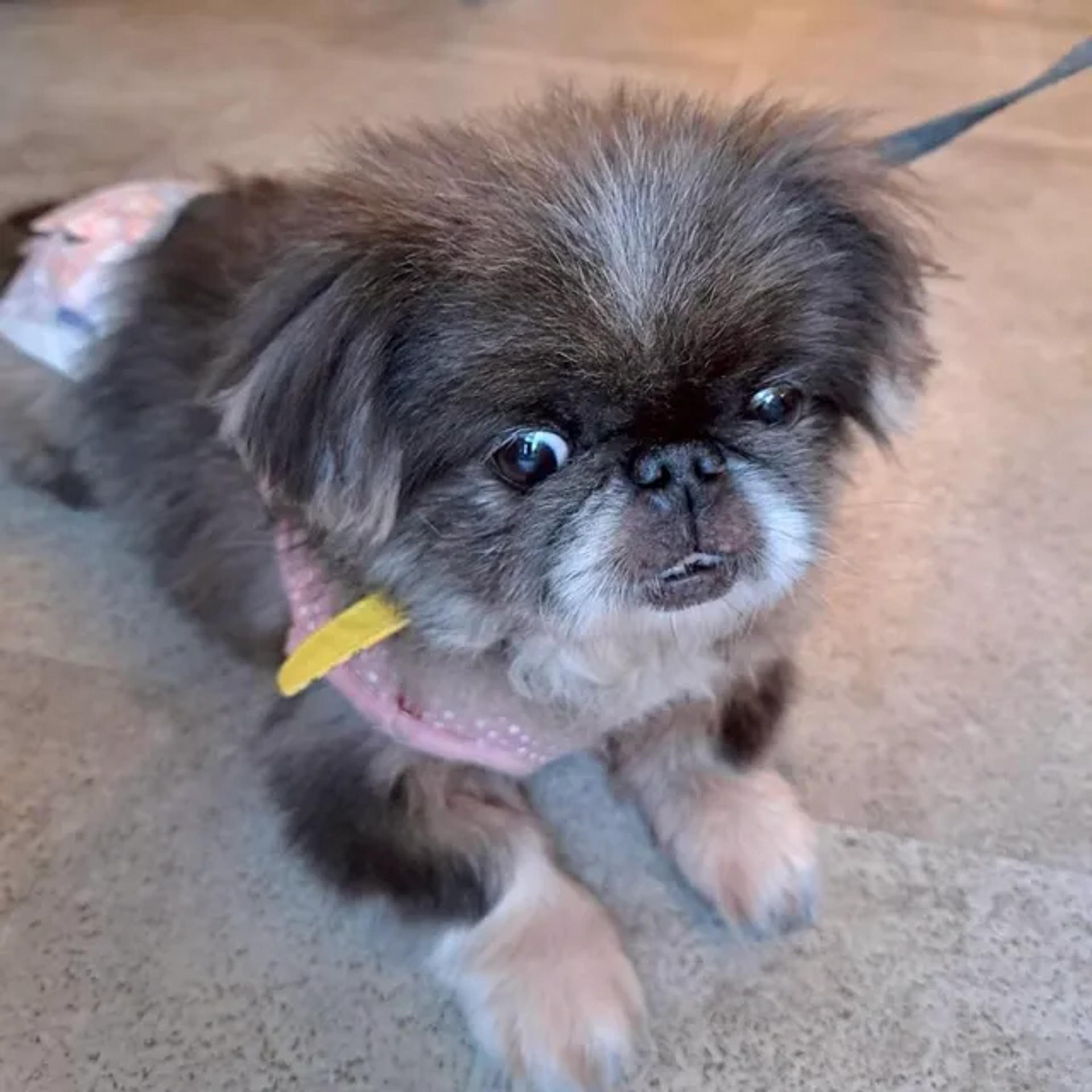 pet-image-7
