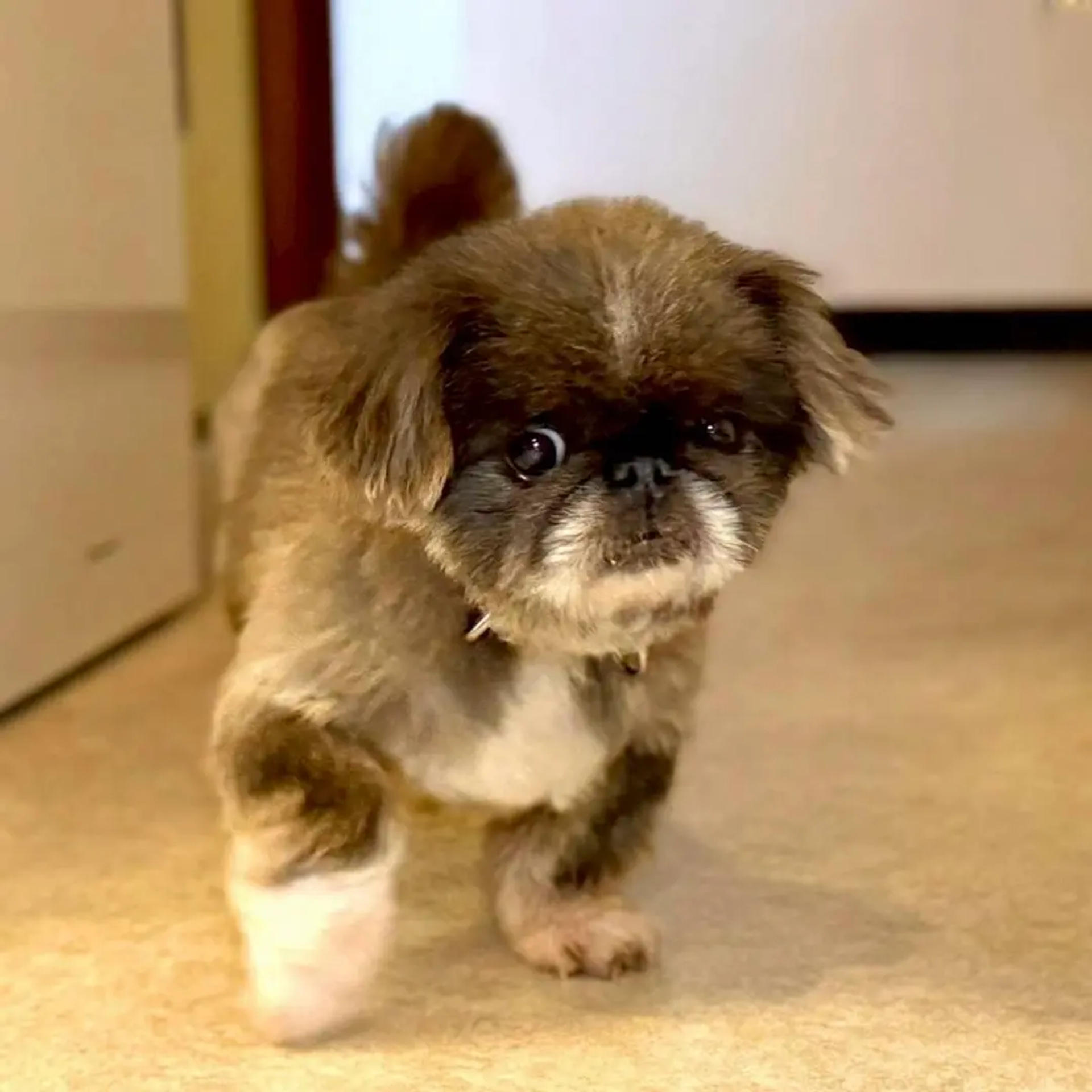pet-image-8