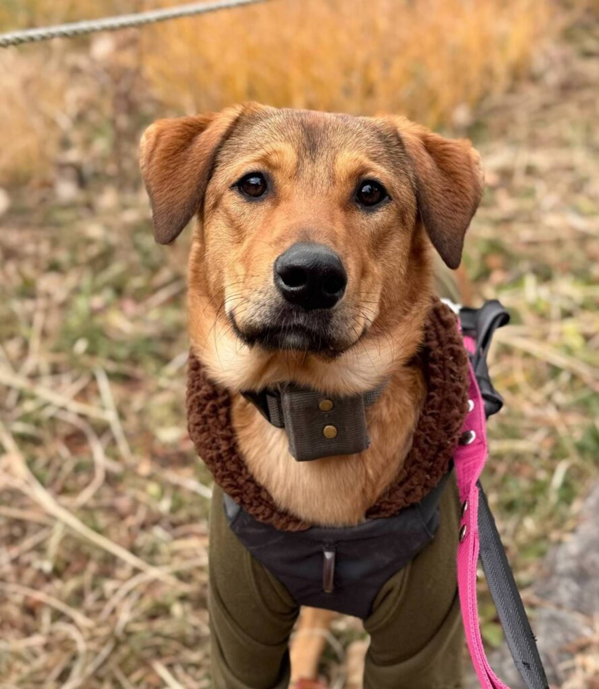 雑種（ミックス犬）・メスの里親募集の写真