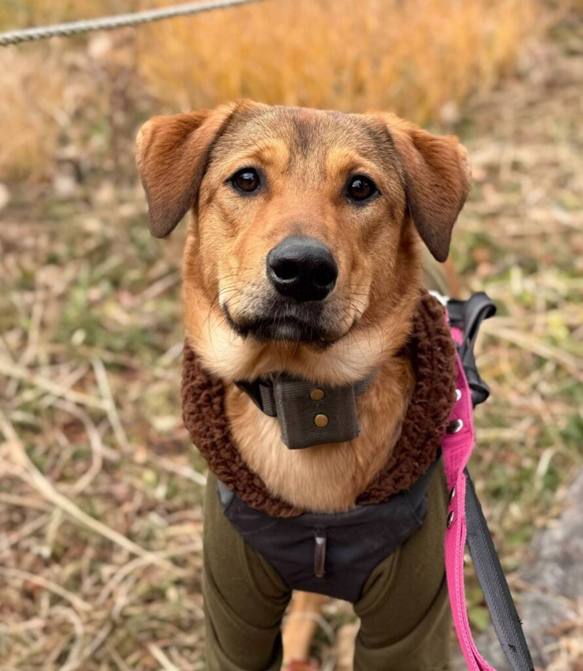 雑種（ミックス犬）・メスの里親募集の写真