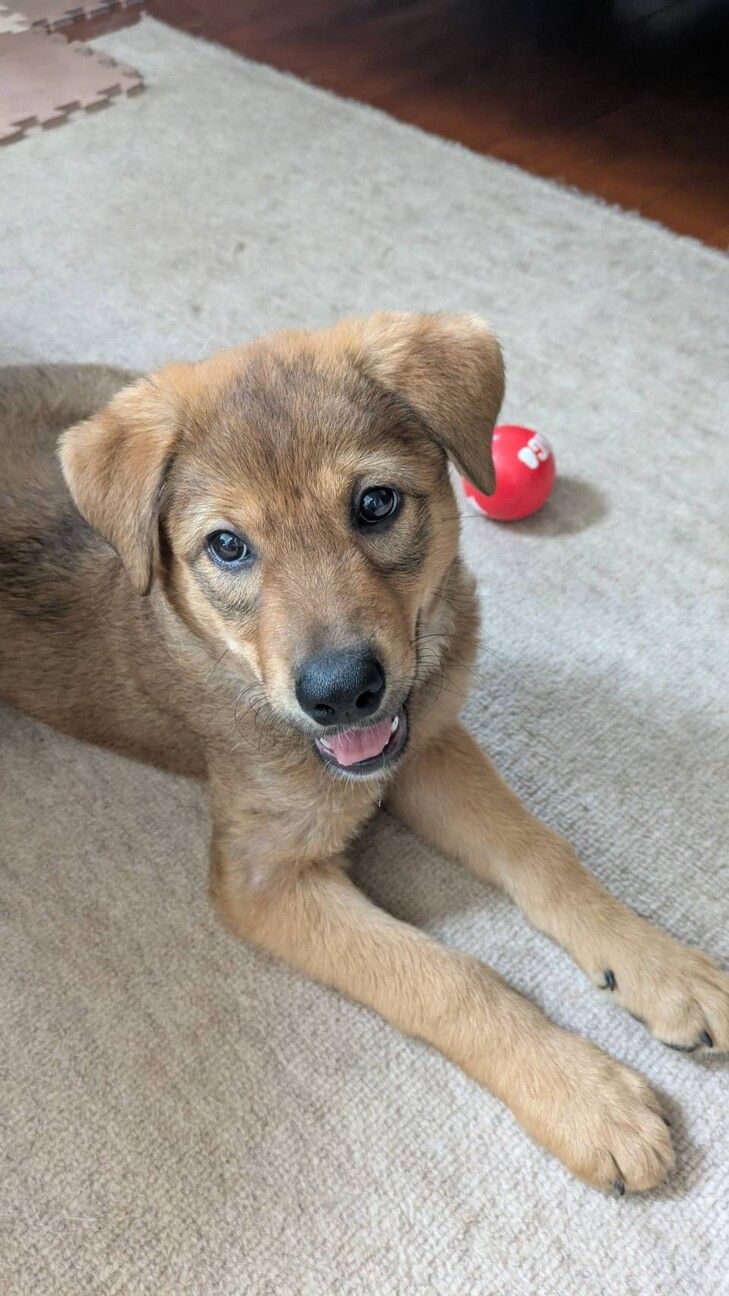 千葉犬 61PFdU1gcDL.jpg_BO30,255,255,