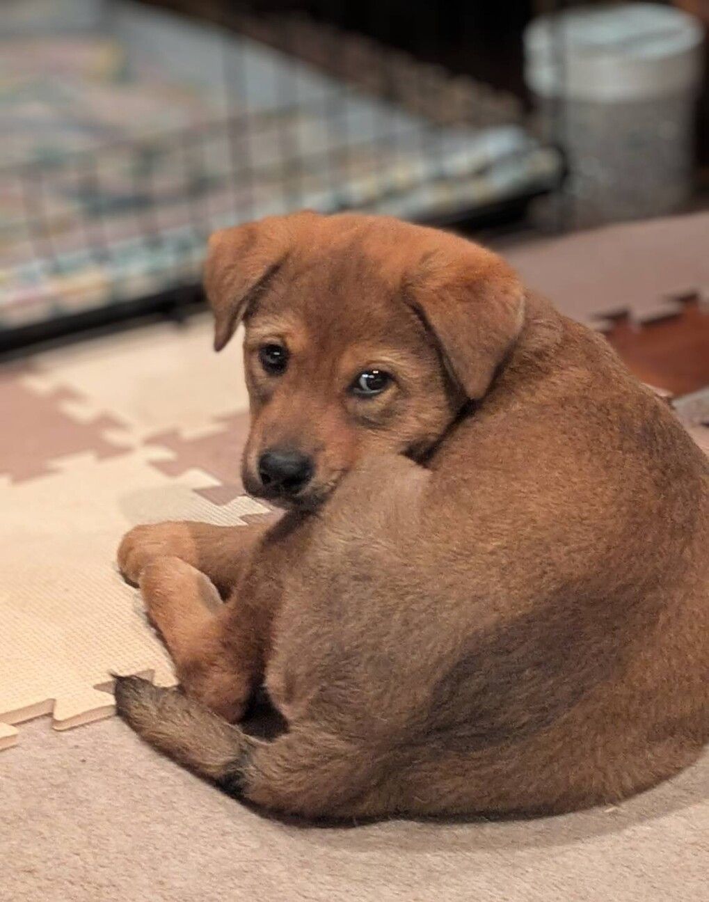 千葉犬 DOGE DAY 2024 ワンちゃん集まれ！11月2日(土)開催 | DIGITAL-STaD