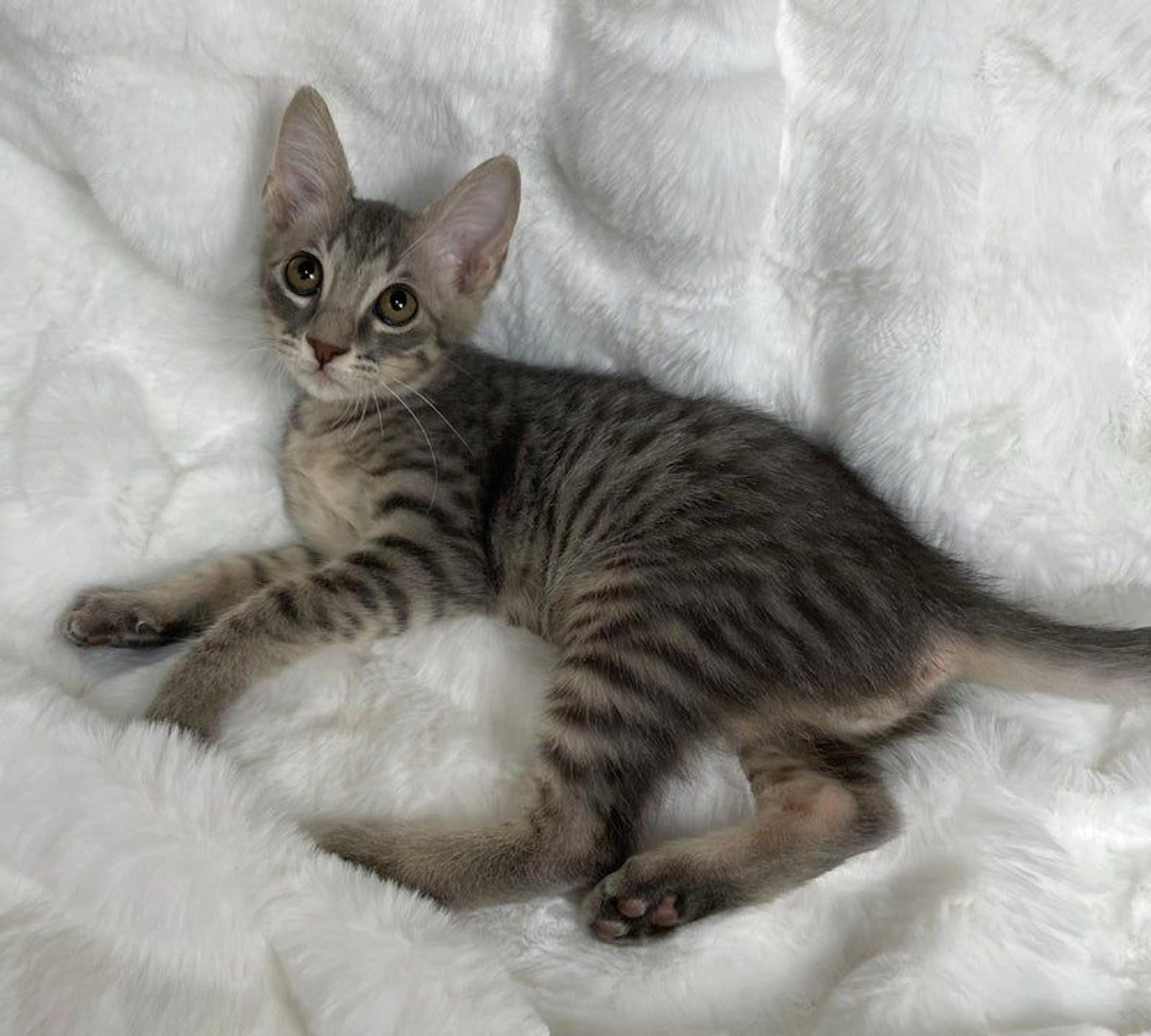 pet-image-4