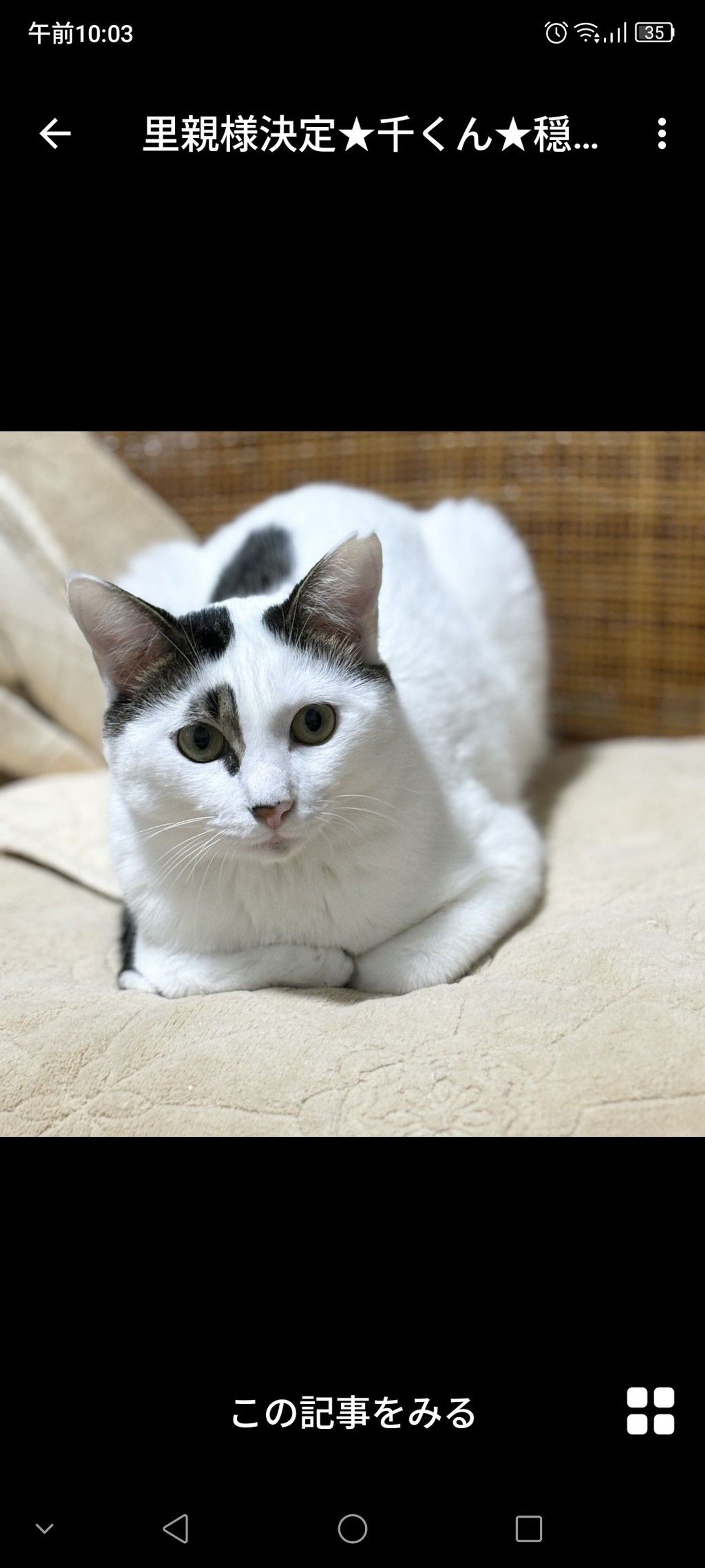 雑種（ミックス猫）・メスの里親募集の写真