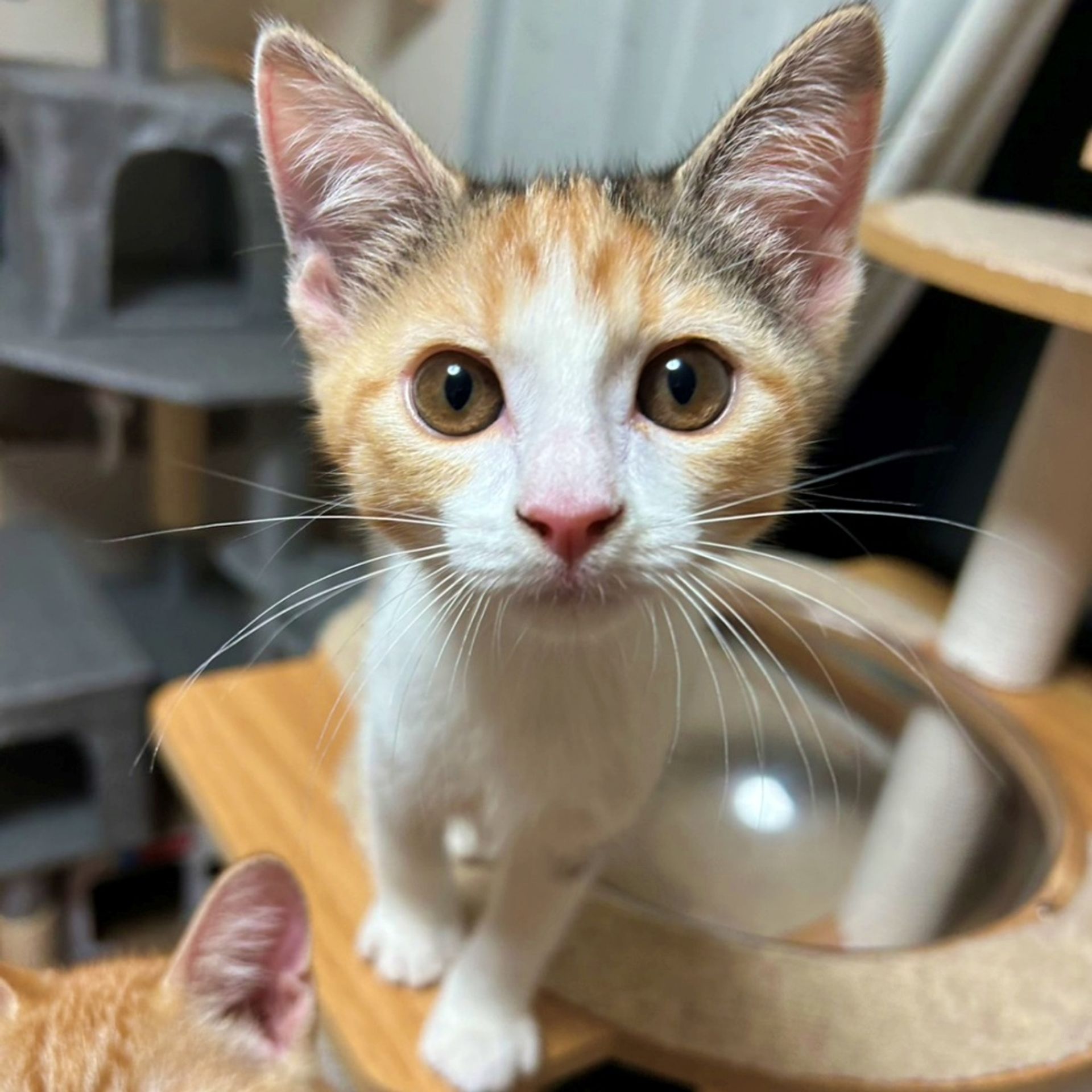 雑種（ミックス猫）・メスの里親募集の写真