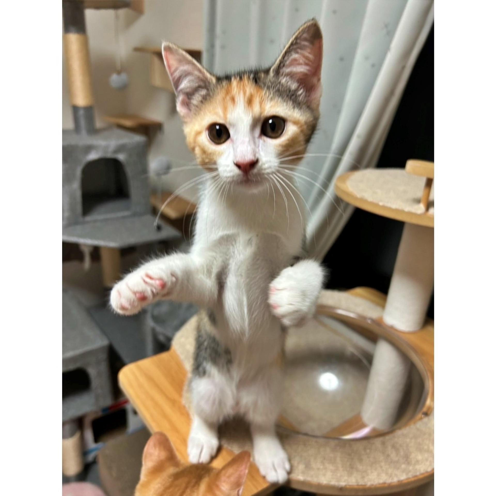 pet-image-2