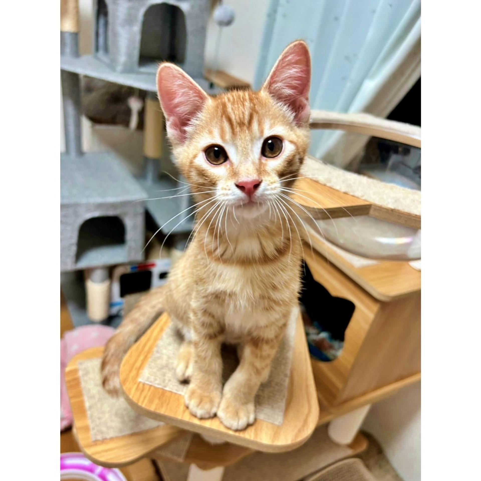 pet-image-4