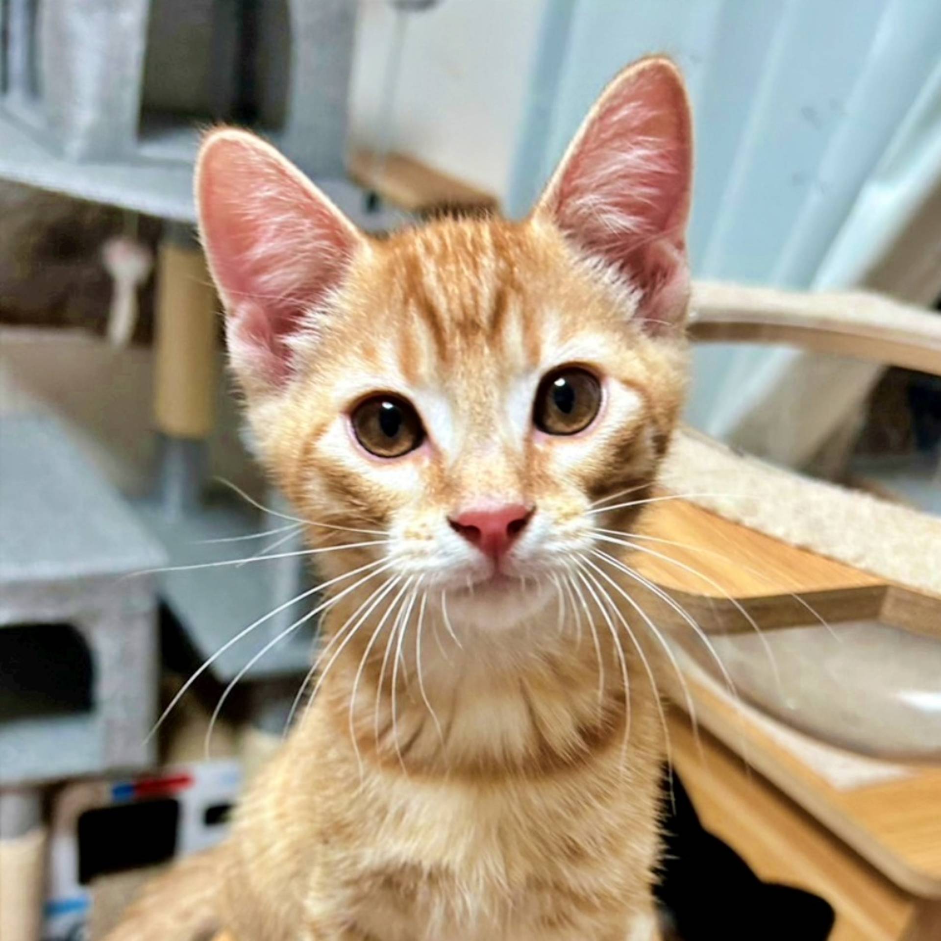 雑種（ミックス猫）・オスの里親募集の写真