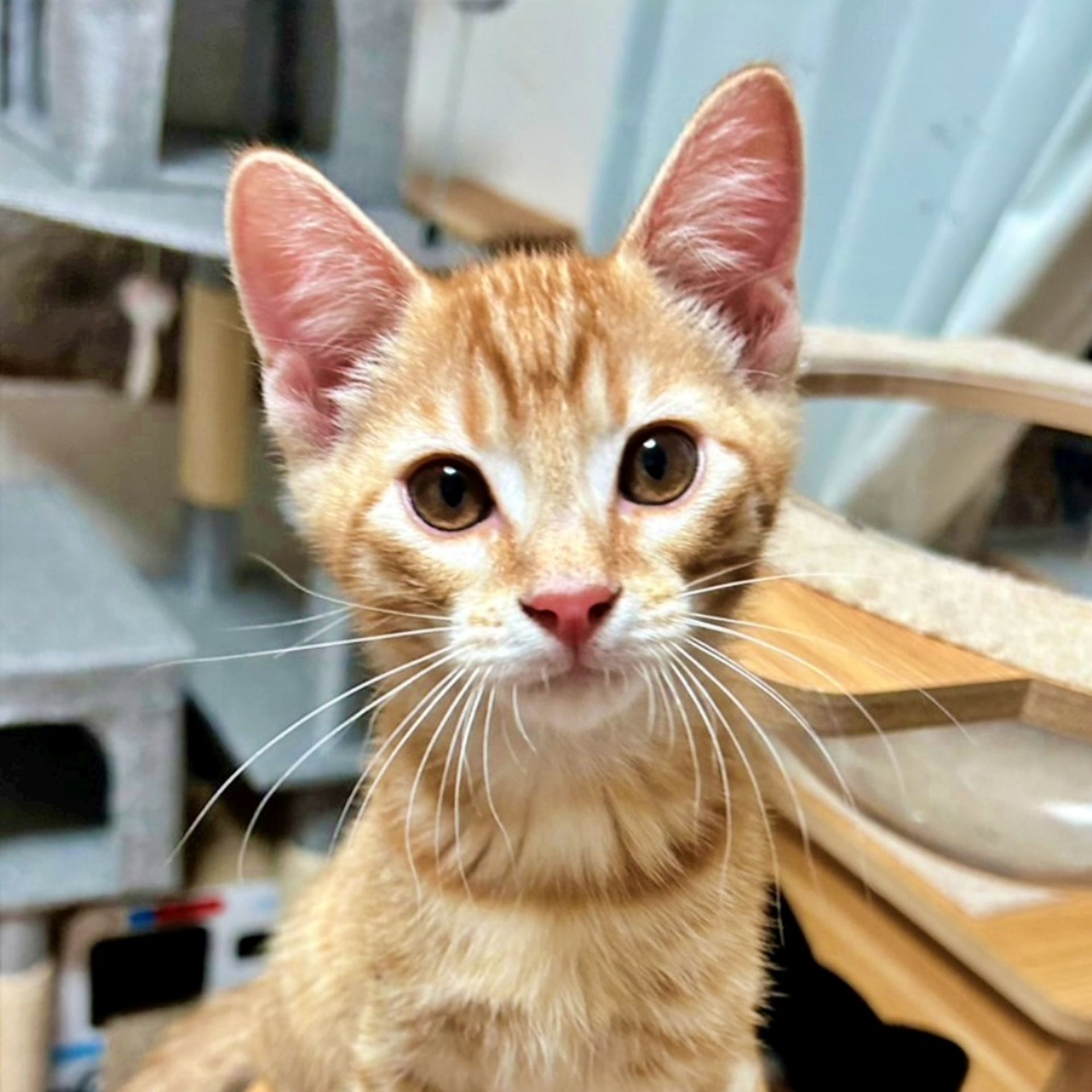 雑種（ミックス猫）・オスの里親募集の写真