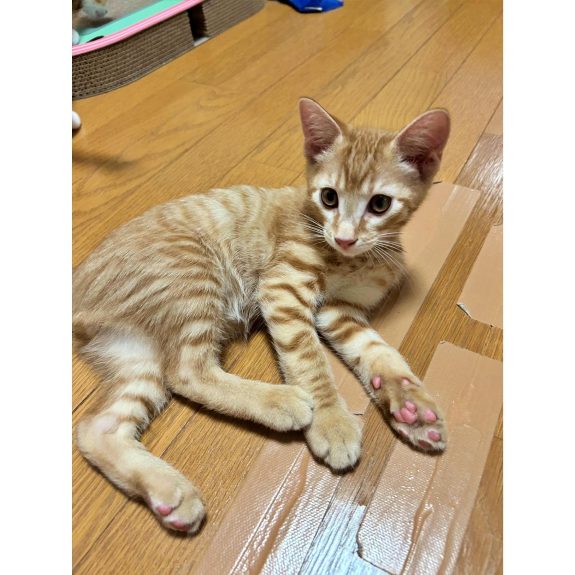pet-image-3