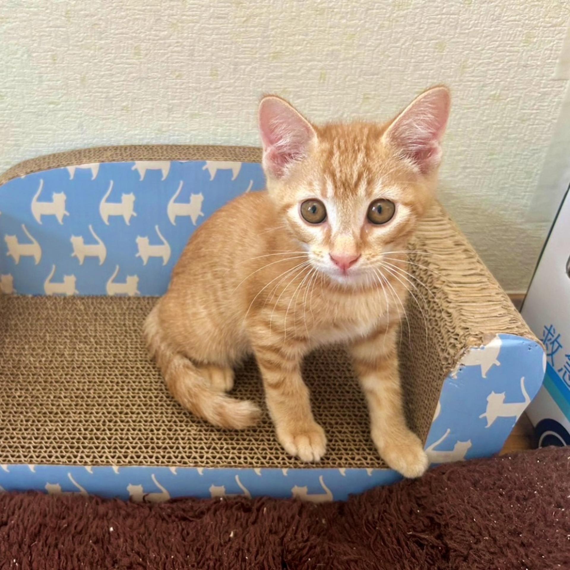 pet-image-2