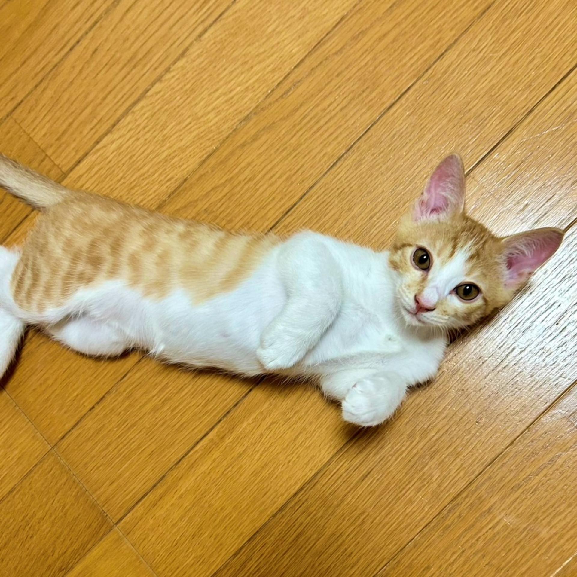pet-image-3