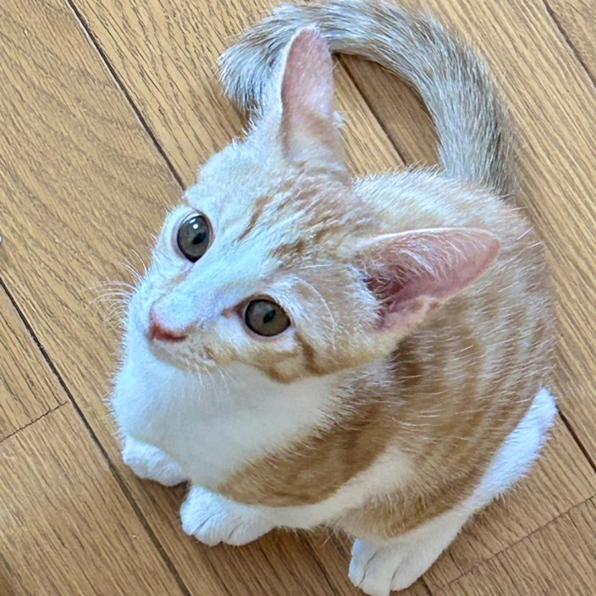 pet-image-4