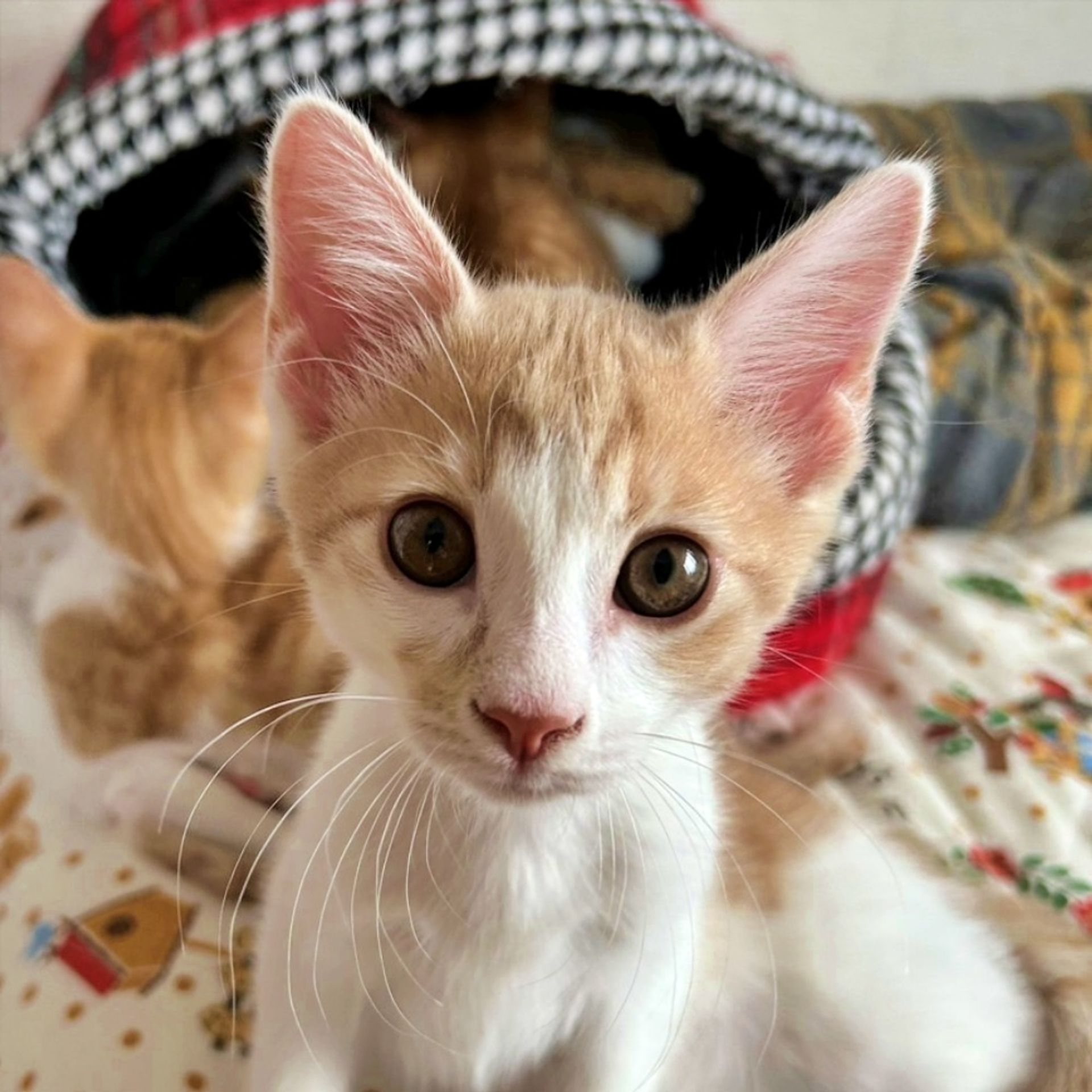 雑種（ミックス猫）・オスの里親募集の写真