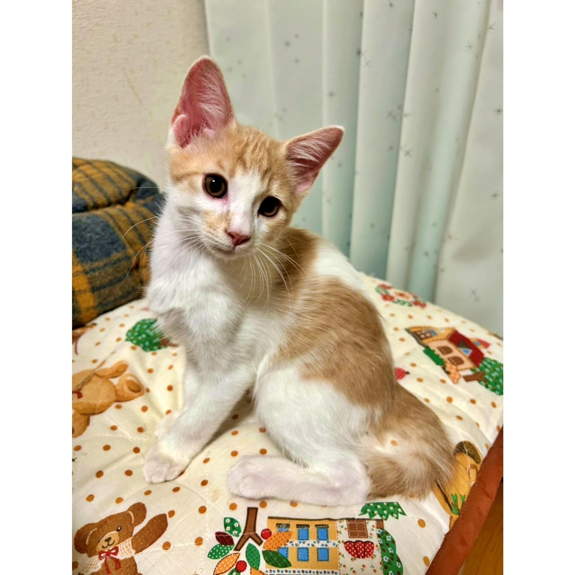 pet-image-4