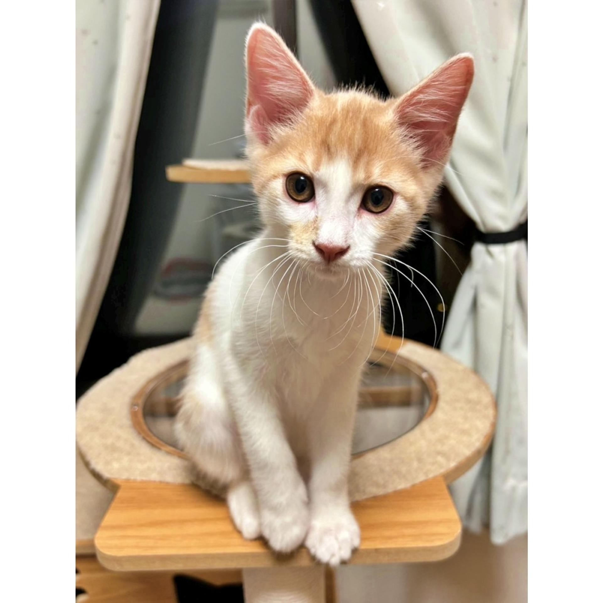 pet-image-2