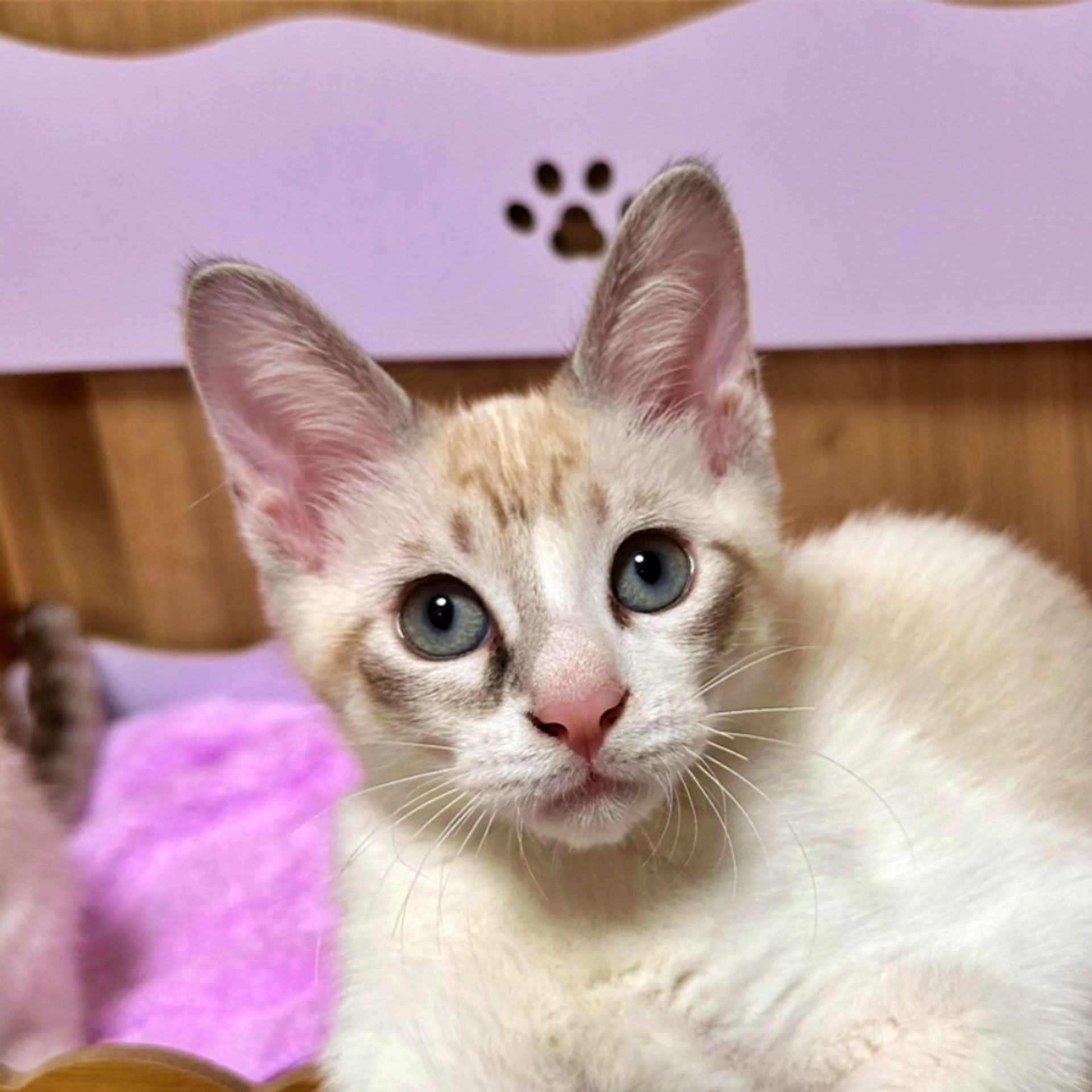雑種（ミックス猫）・オスの里親募集の写真