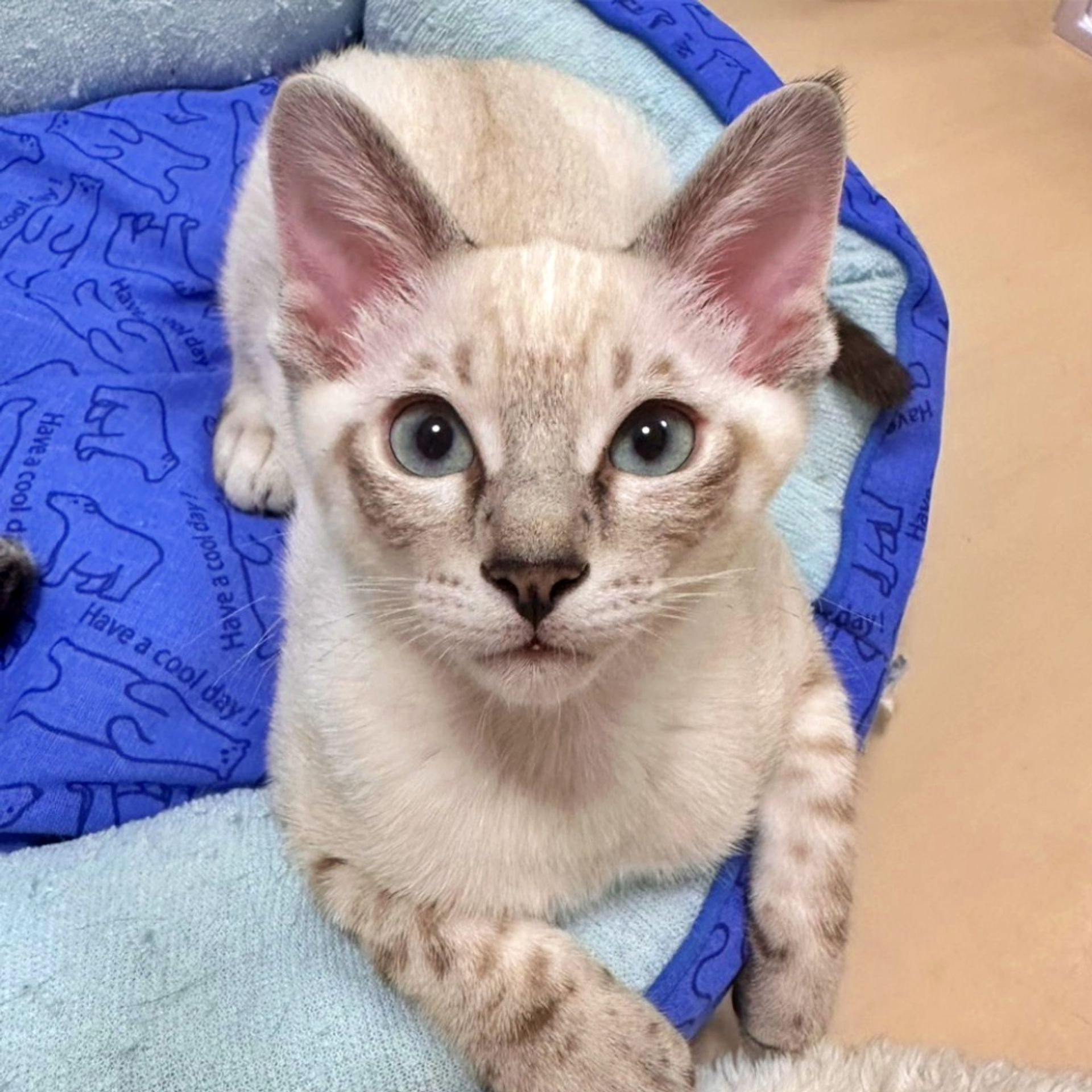 雑種（ミックス猫）・オスの里親募集の写真