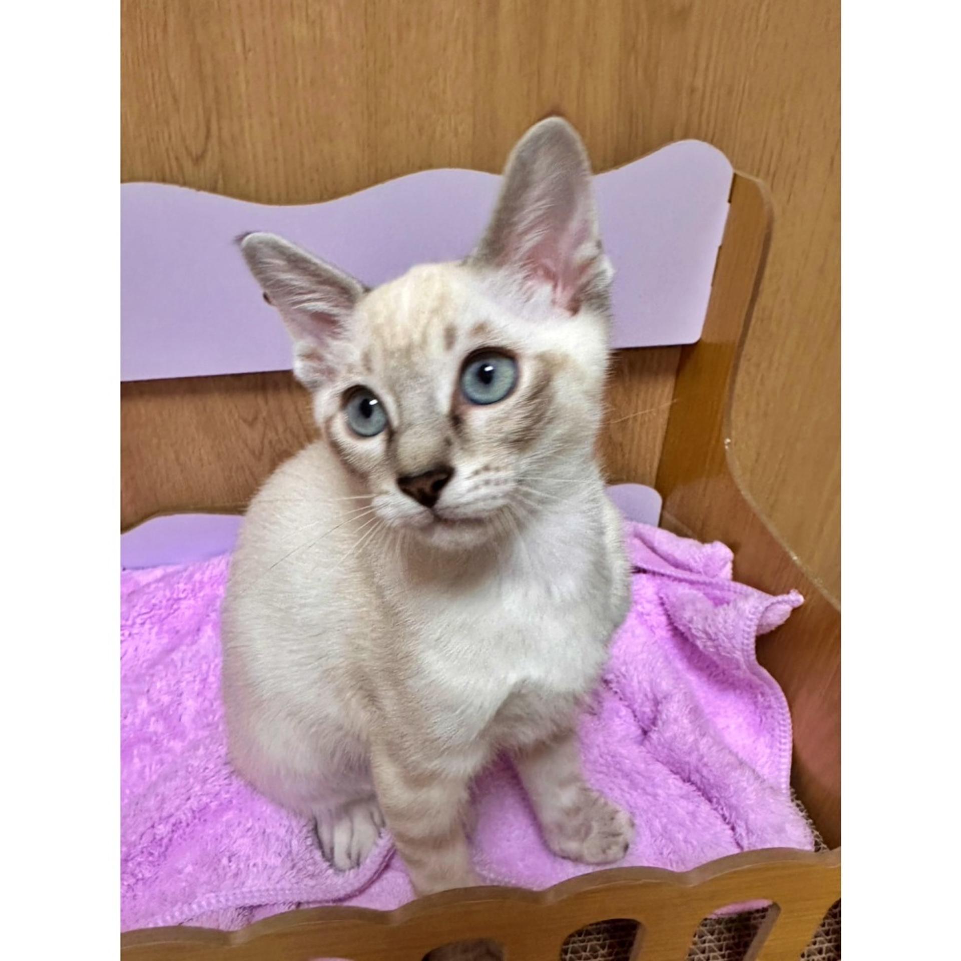 pet-image-3