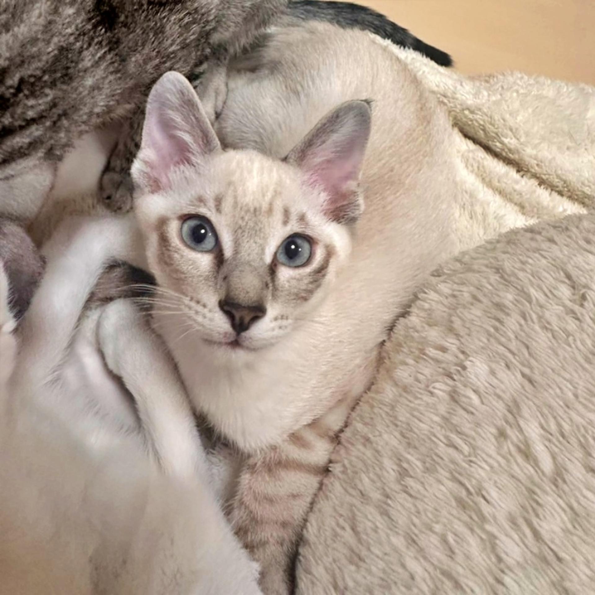 pet-image-5