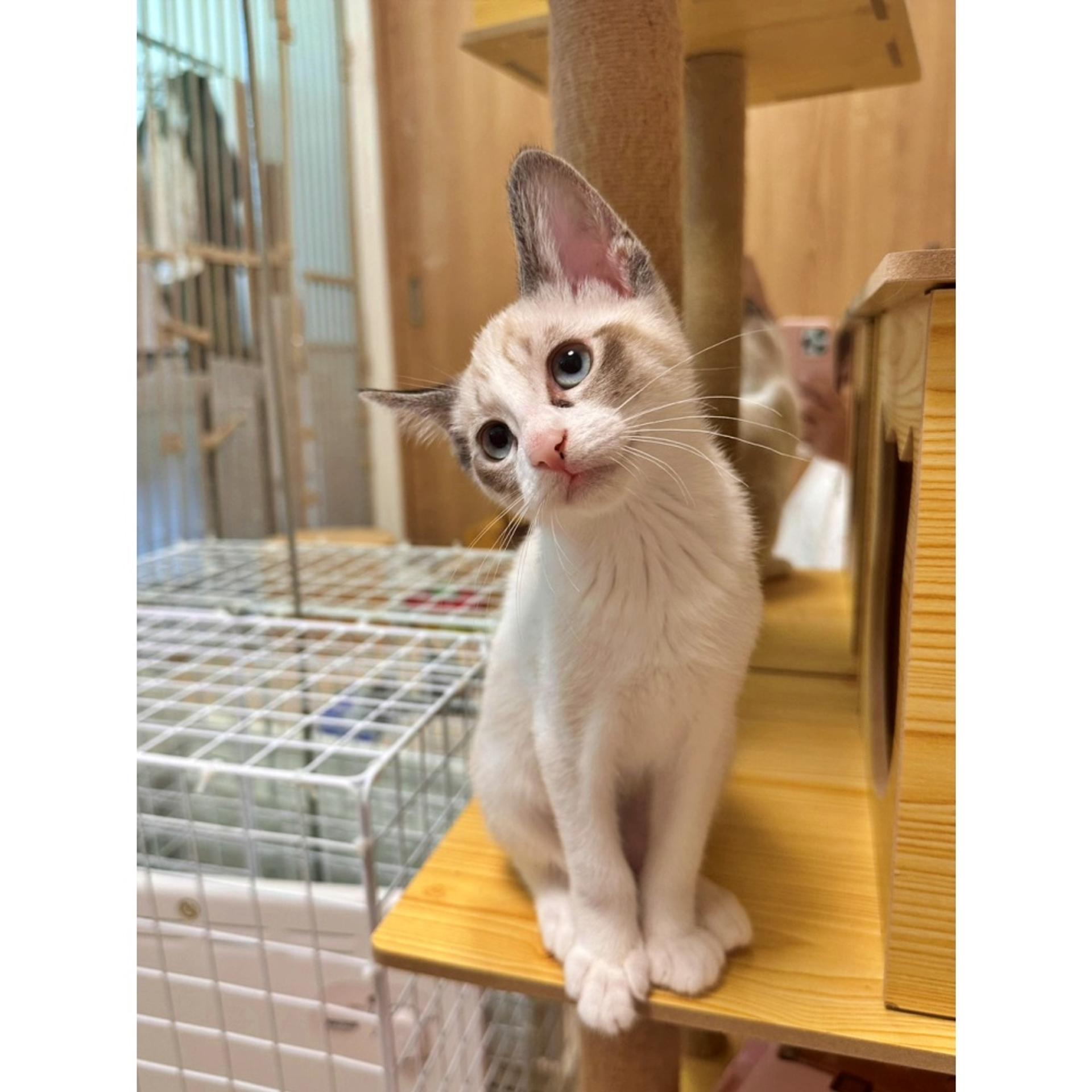 pet-image-3