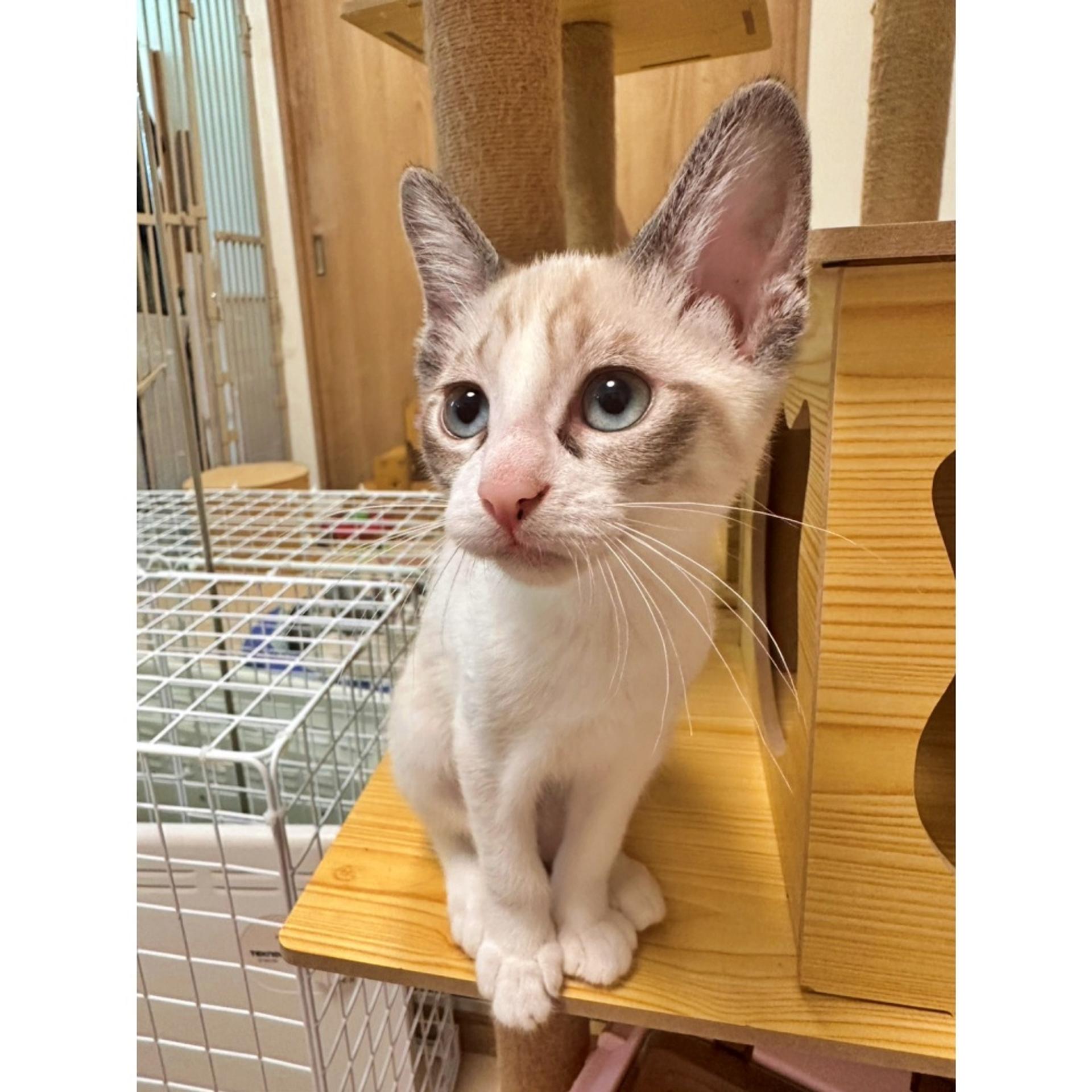 pet-image-2