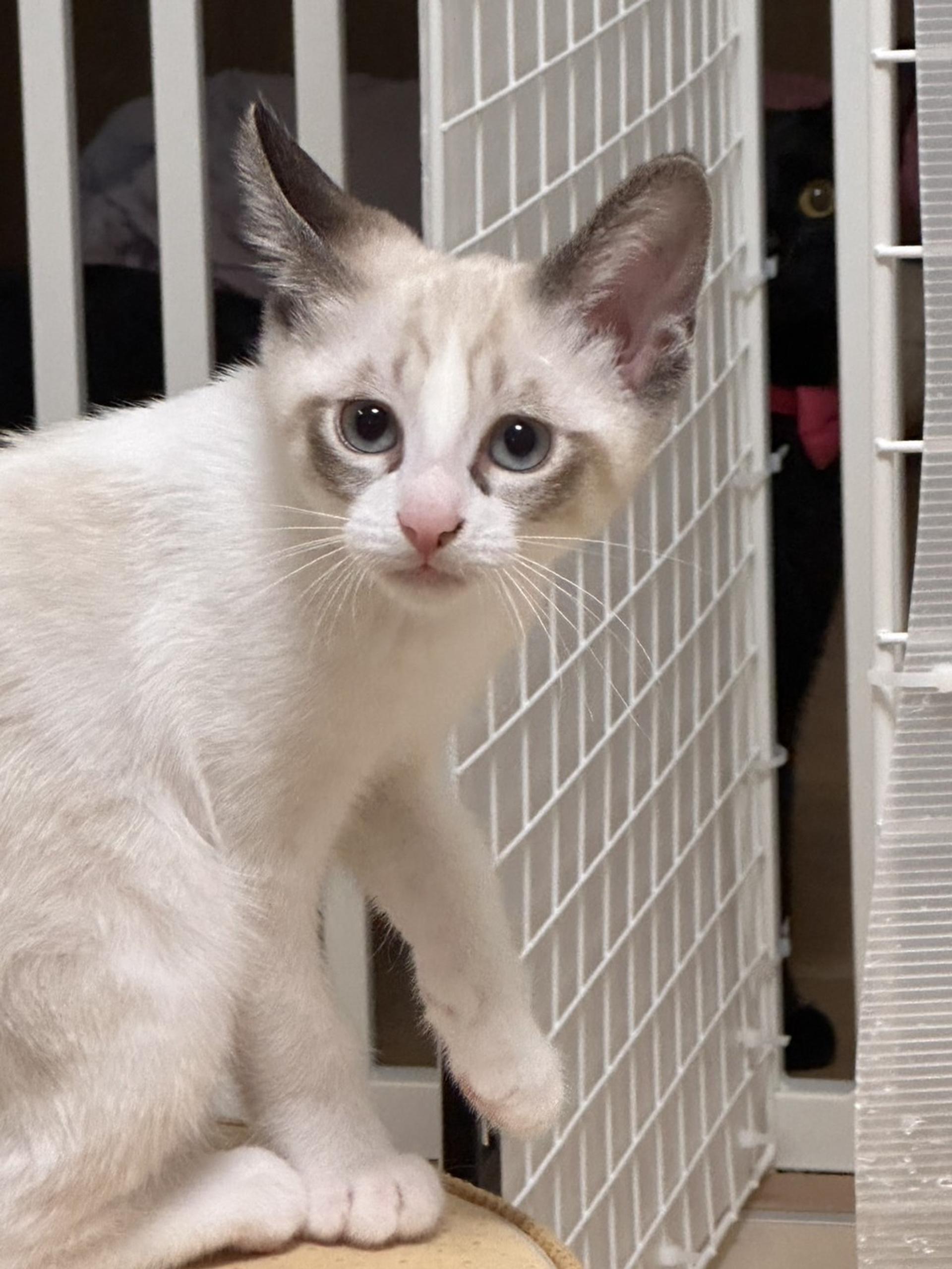 pet-image-4