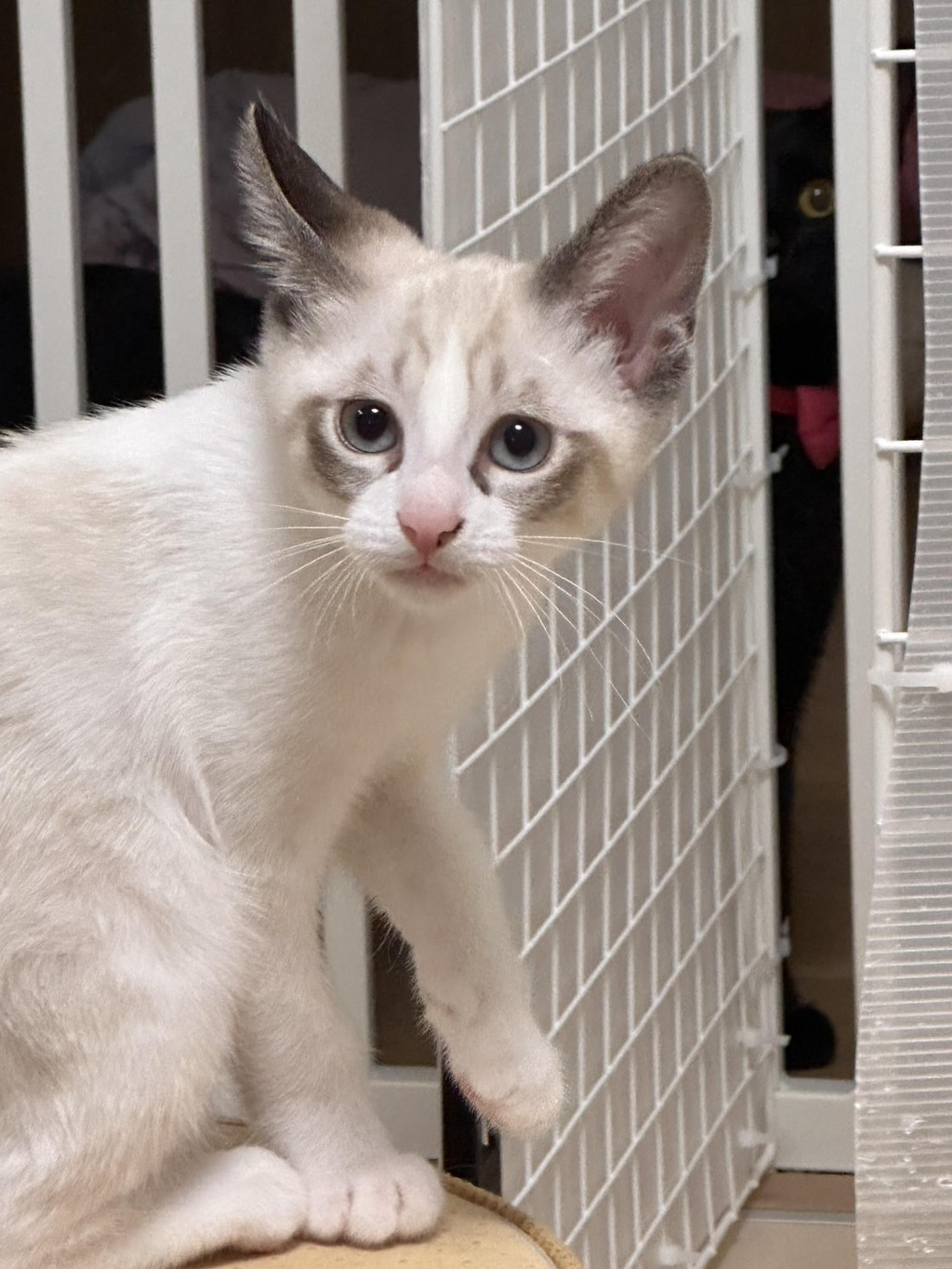pet-image-4