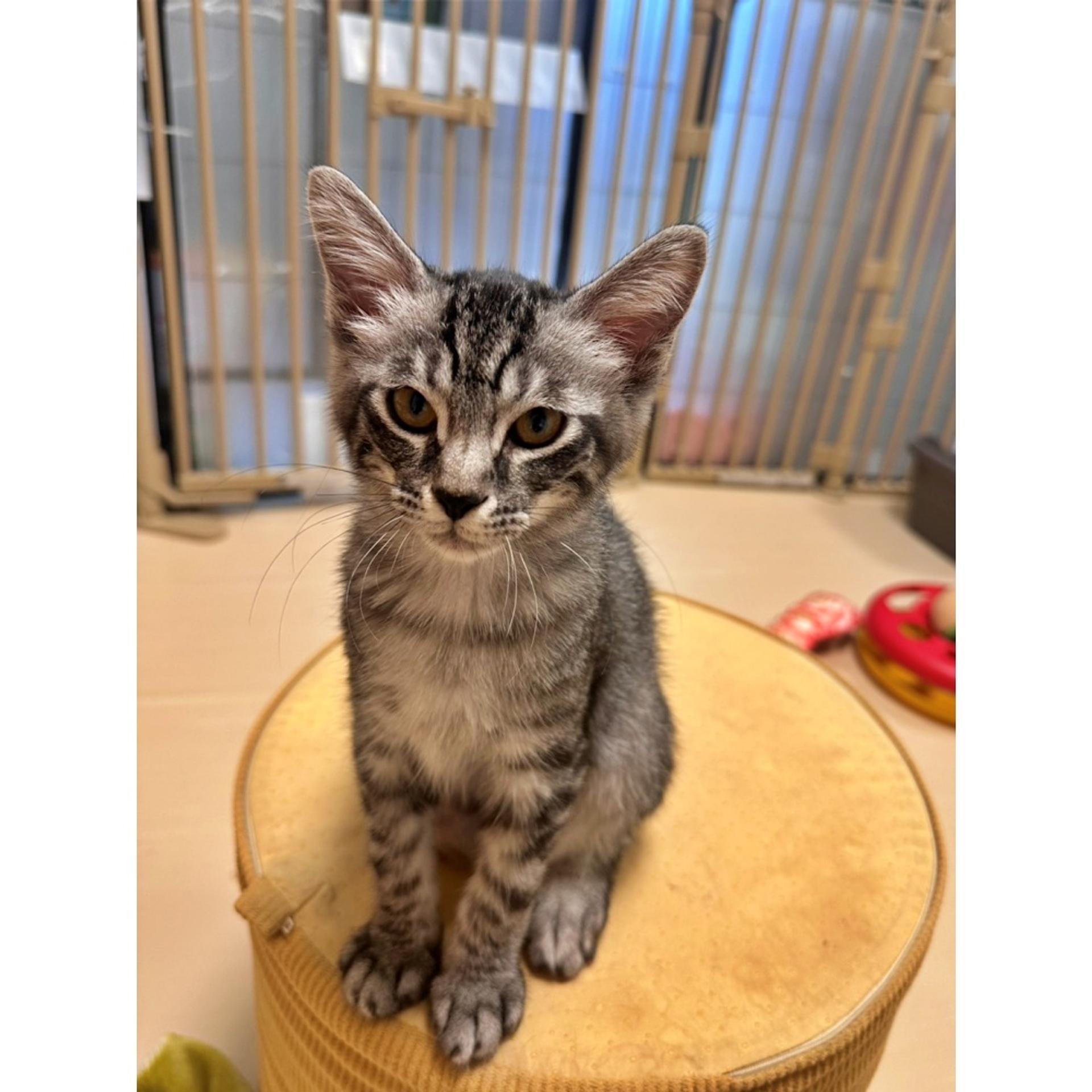 pet-image-2