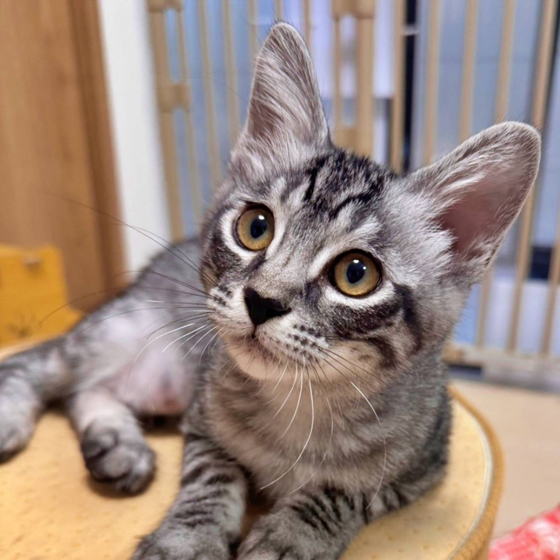 雑種（ミックス猫）・メスの里親募集の写真