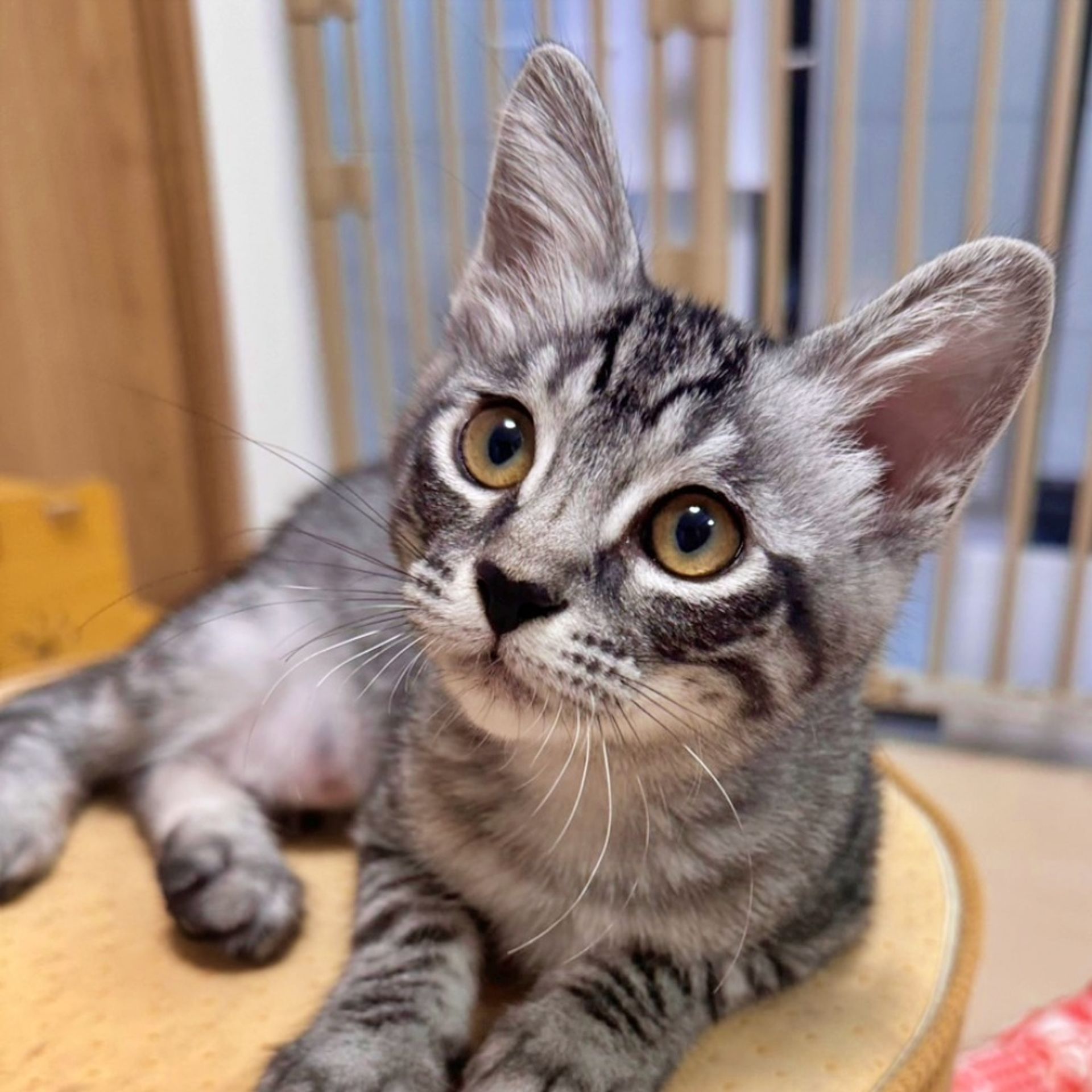 雑種（ミックス猫）・メスの里親募集の写真