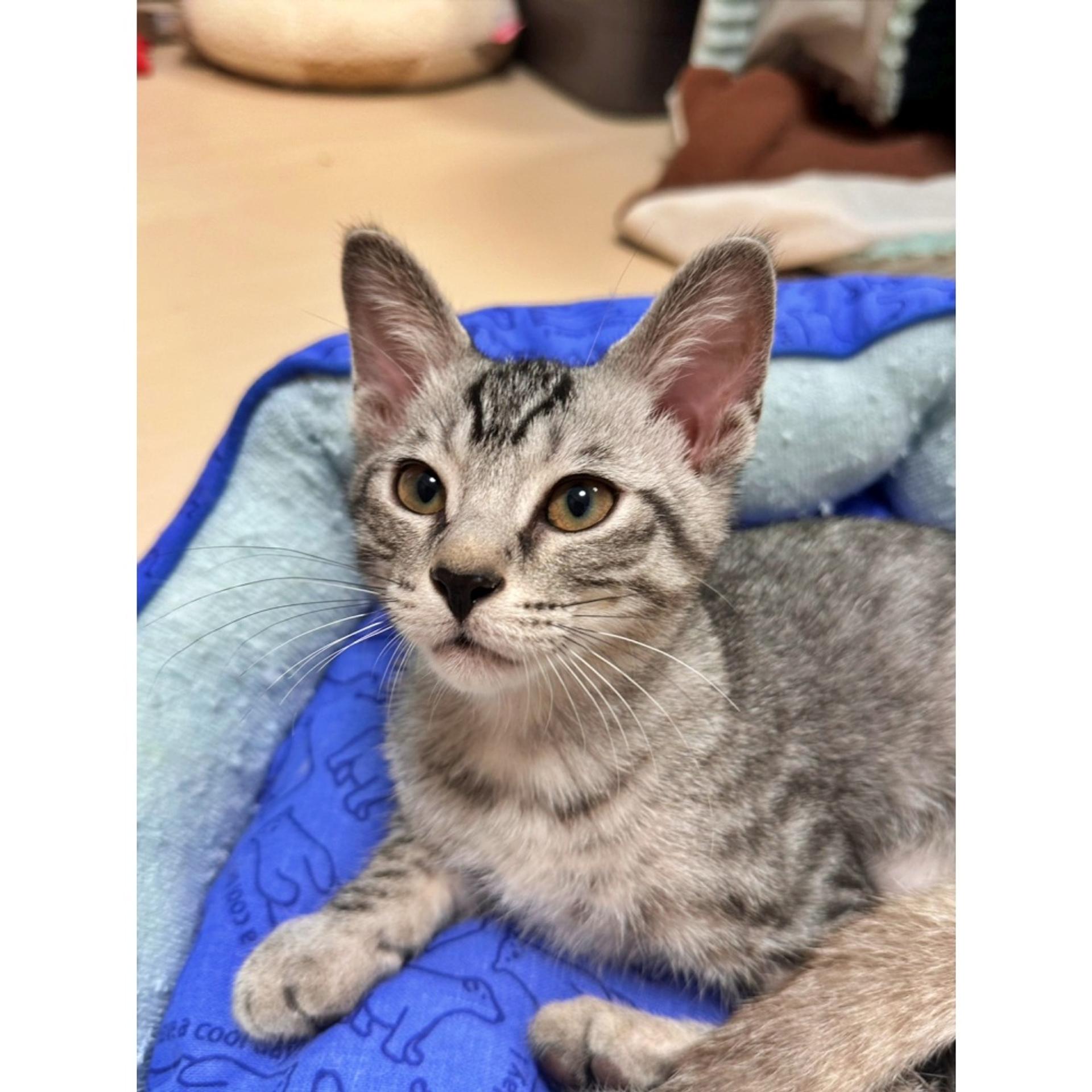pet-image-3