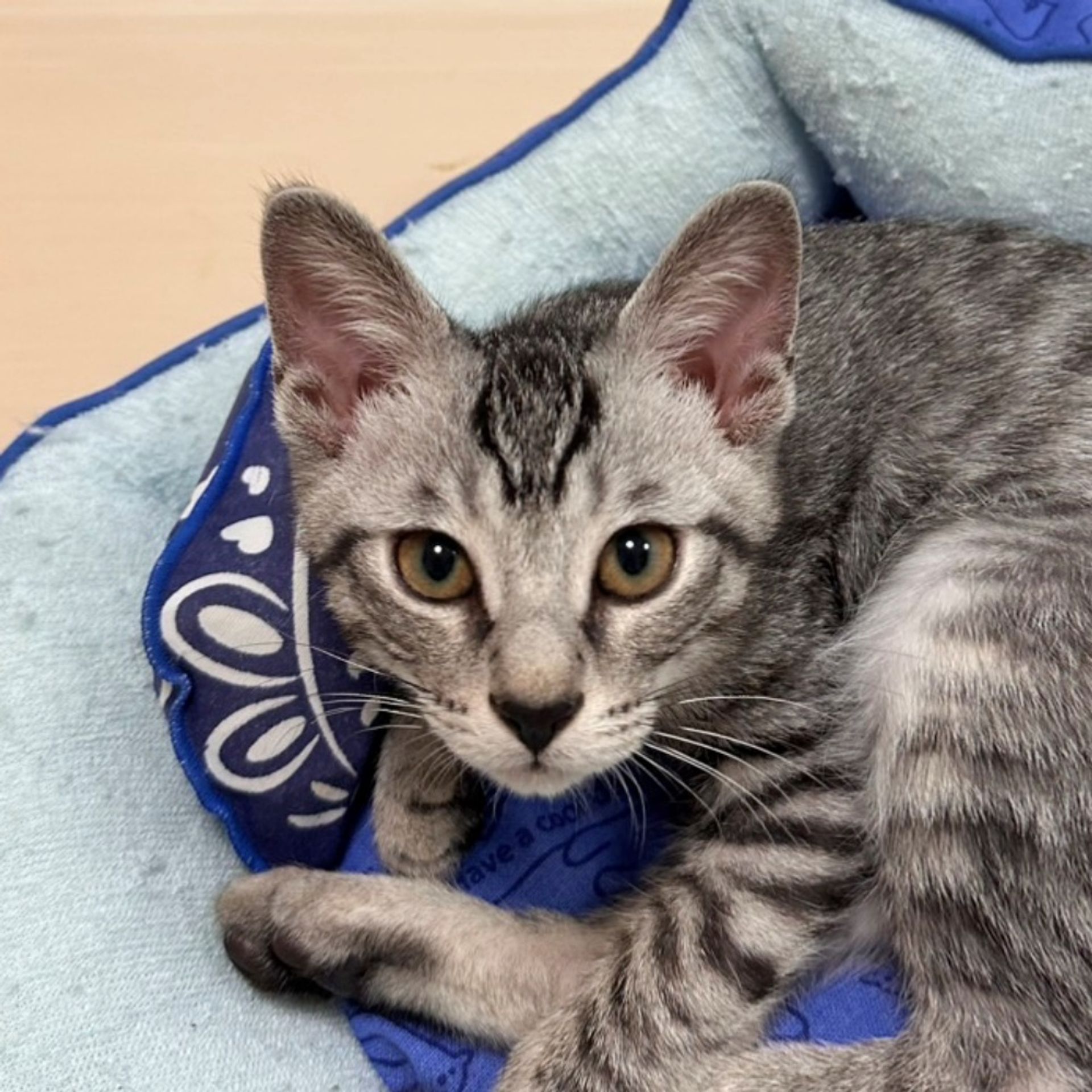 雑種（ミックス猫）・オスの里親募集の写真