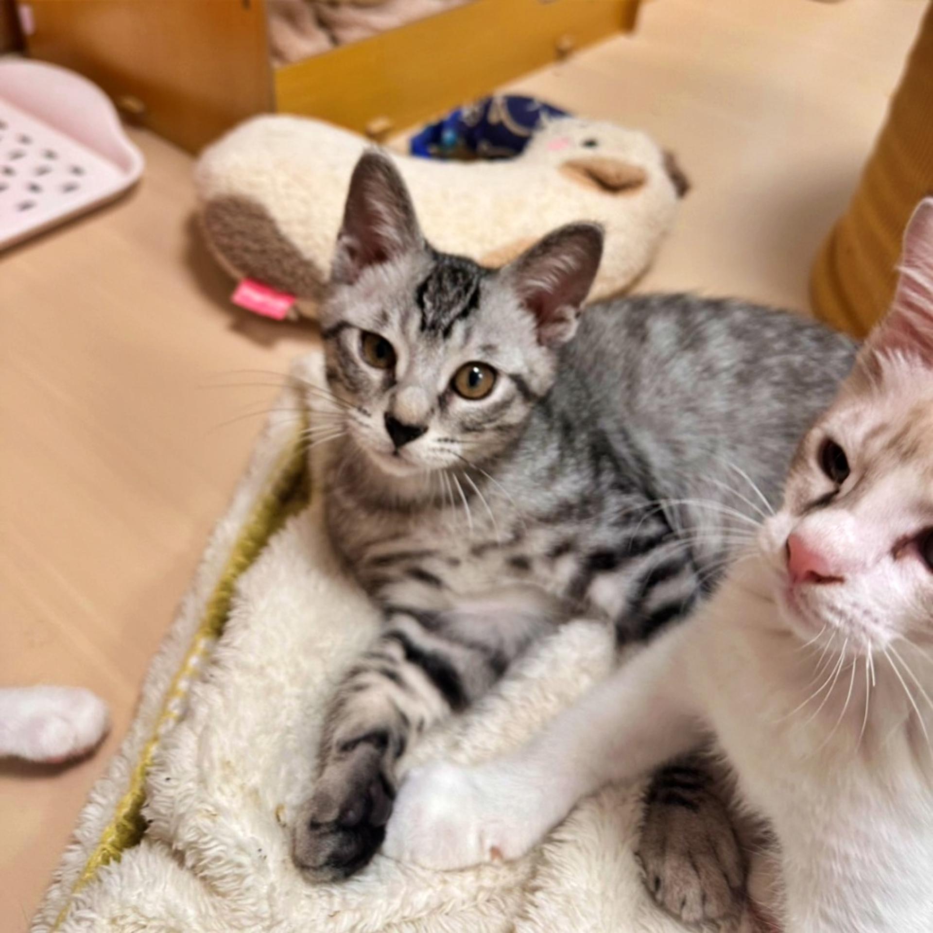 pet-image-4